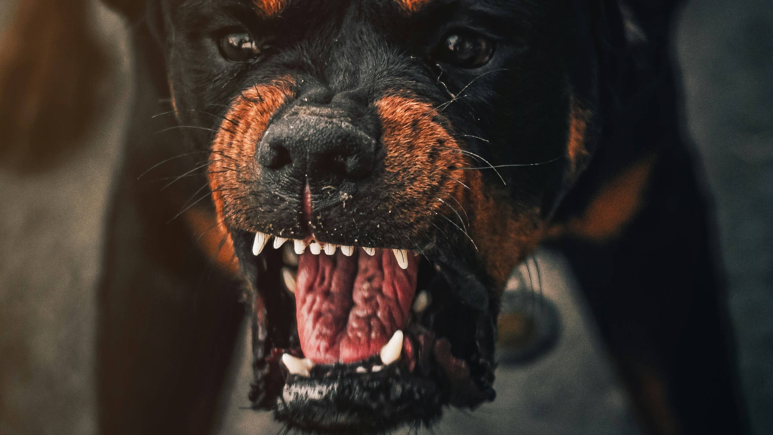 2501x1407 USPS Reveals Cities With the Most Dog Attacks on Mail Carriers