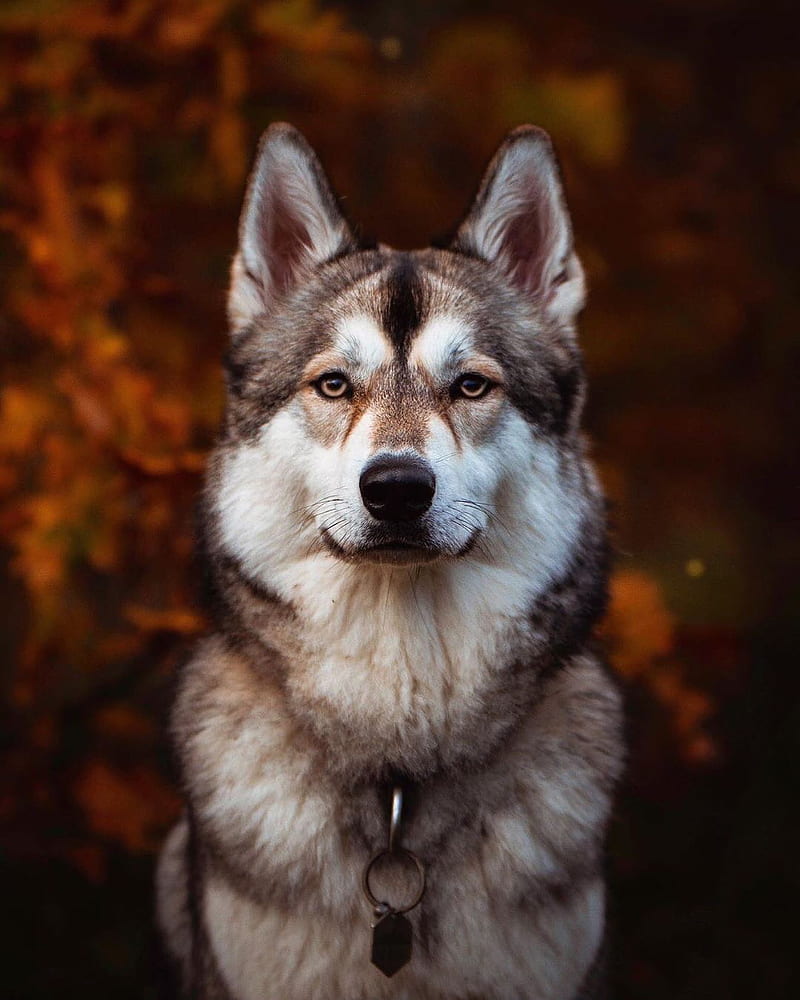 800x1000 HD aggressive dog wallpaper