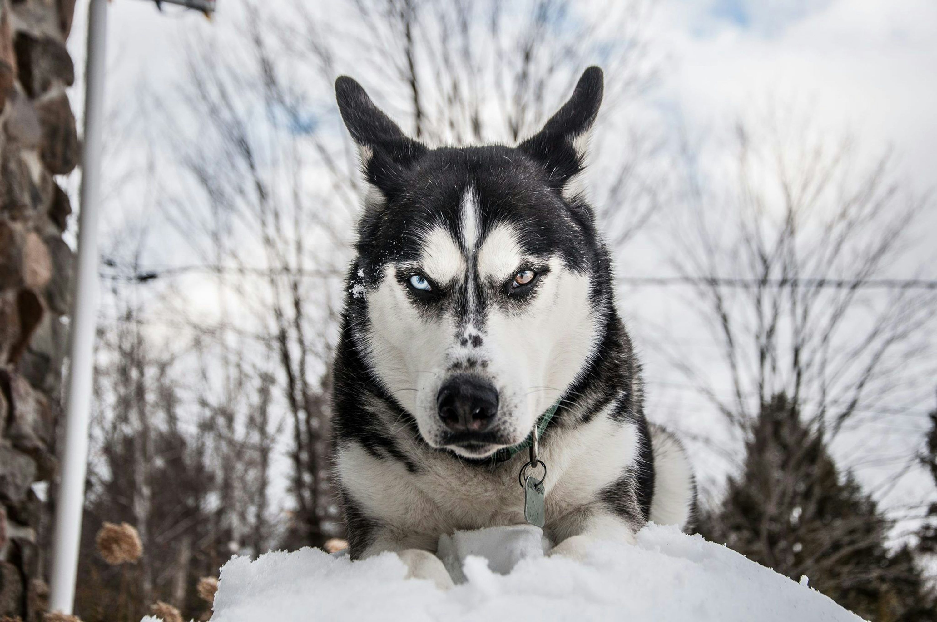 3000x1992 Dog Angry Picture. Download Free Image
