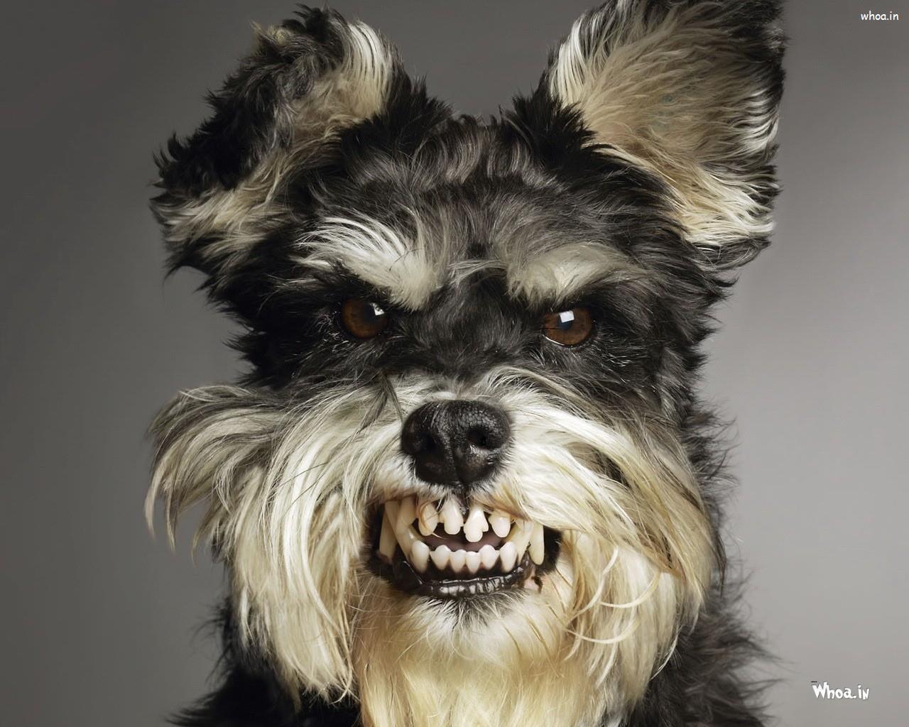 1280x1024 Funny Dog High Definition Wallpaper