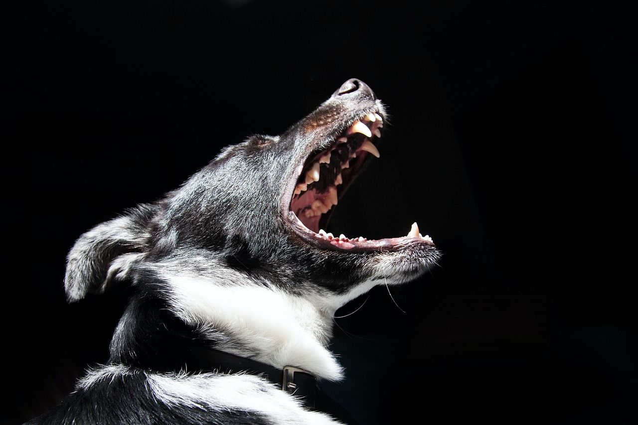 1280x853 Dog Bark Angry