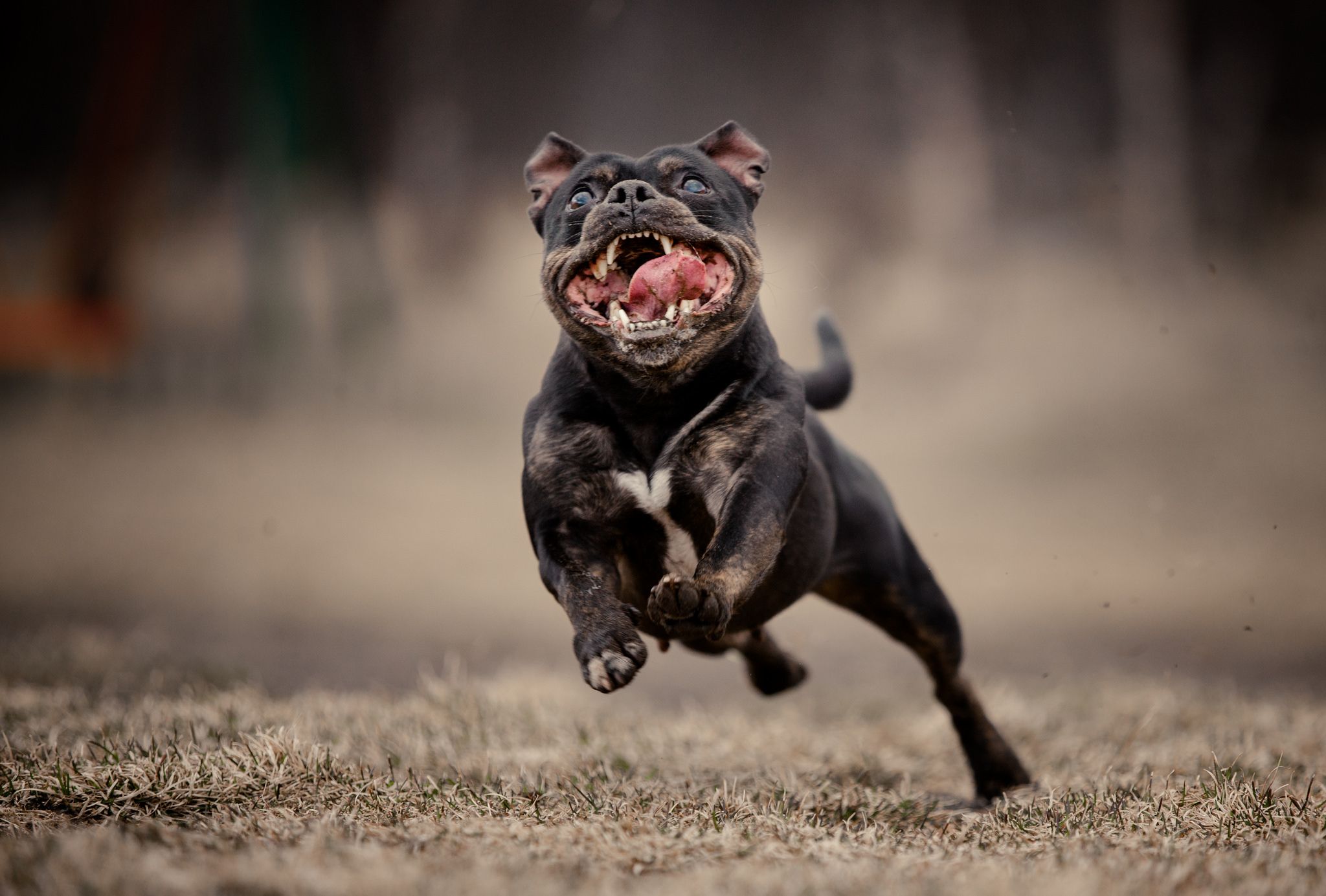 2048x1385 Wallpaper face, background, dog, running for mobile and desktop, section собаки, resolution 2048x1385