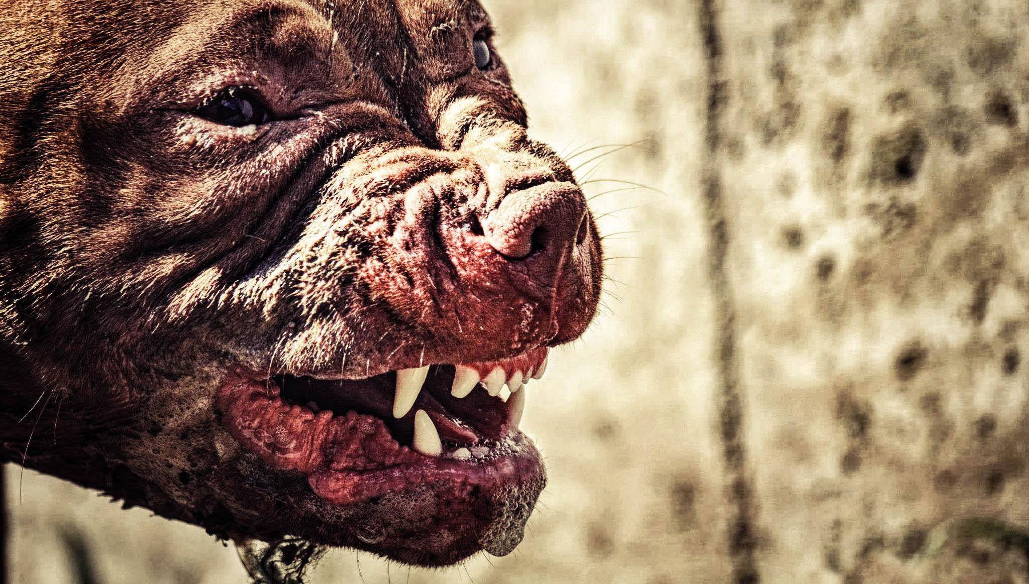 2048x1163 How to Break Up a Dog Fight and How to Prevent Them
