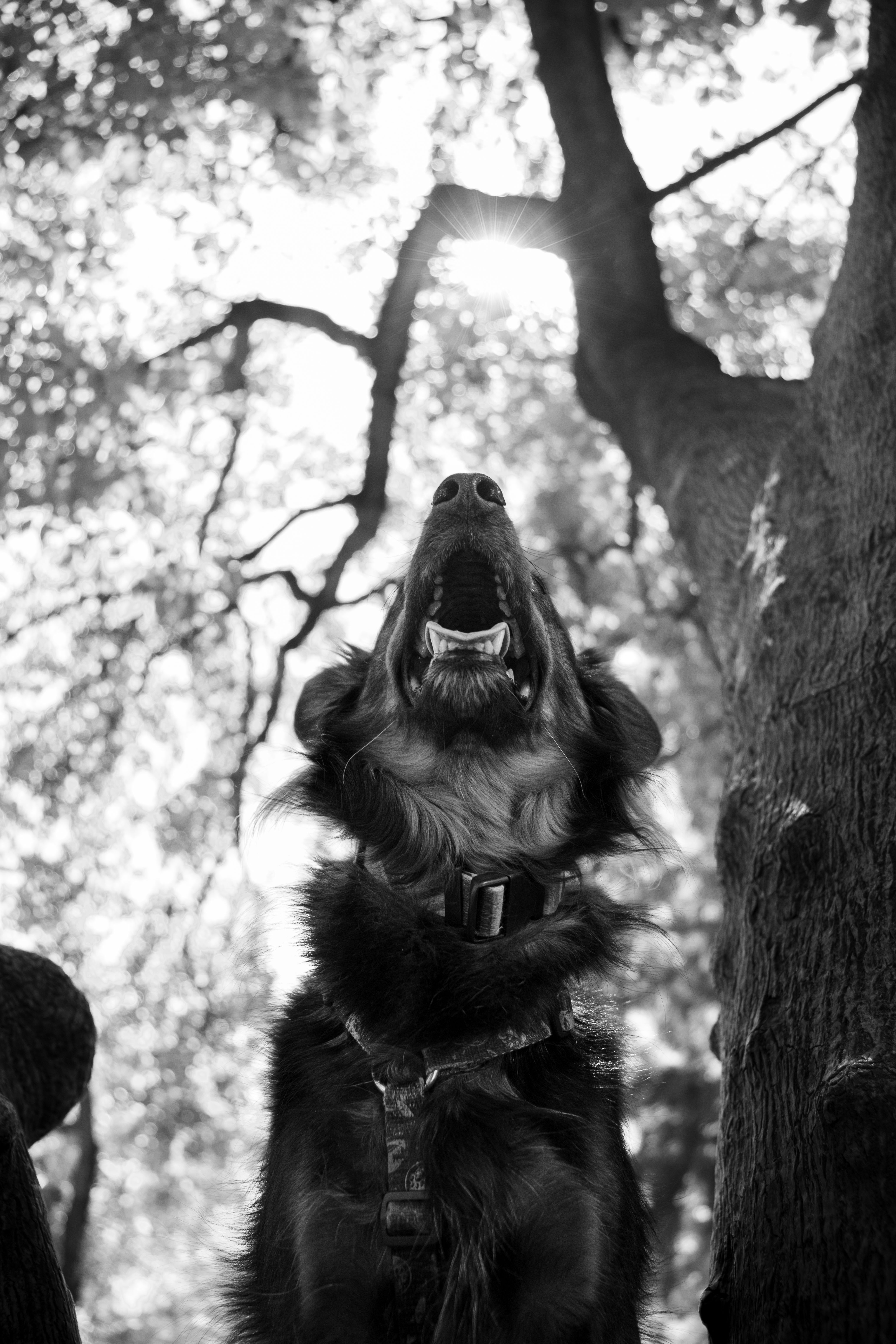 4128x6192 Barking Dog Photo, Download The BEST Free Barking Dog & HD Image