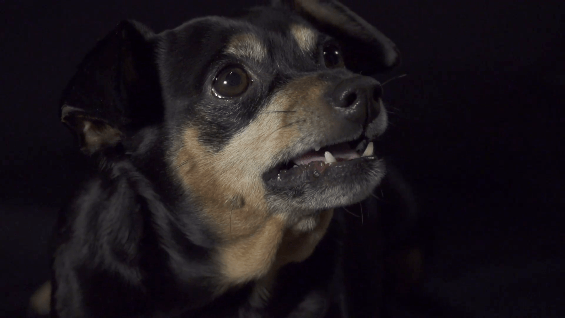 1920x1080 Free photo: Angry dog, Barking, Dog