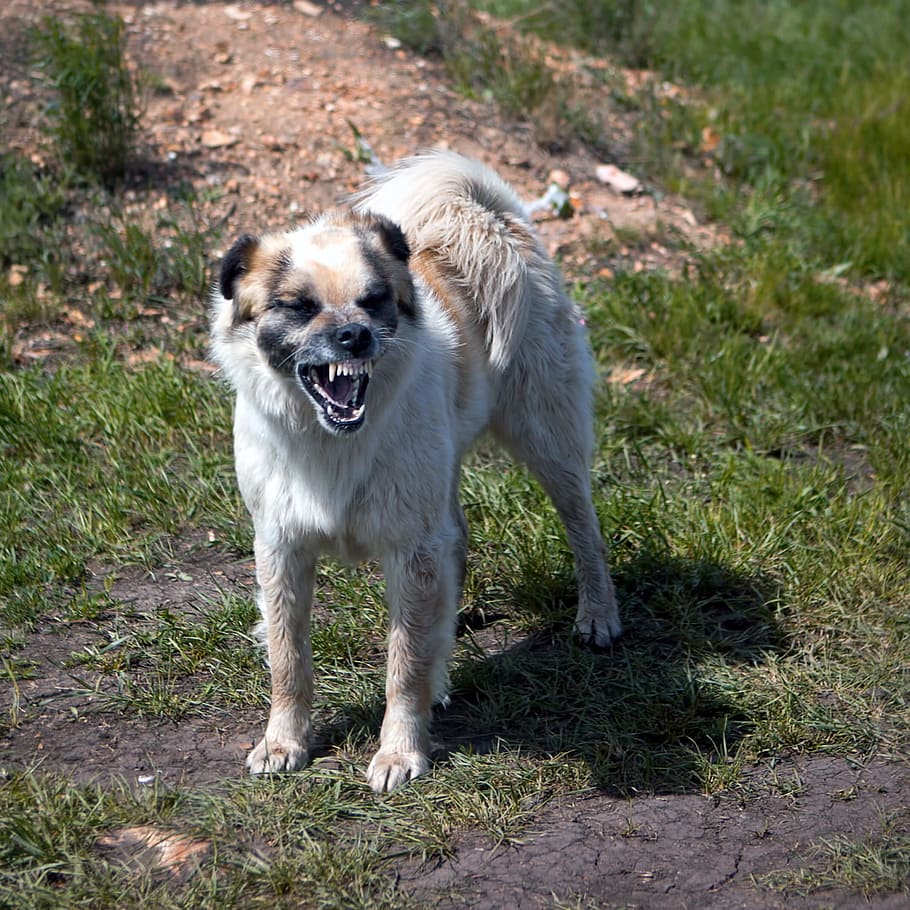 910x910 Angry dog 1080P, 2K, 4K, 5K HD wallpaper free download