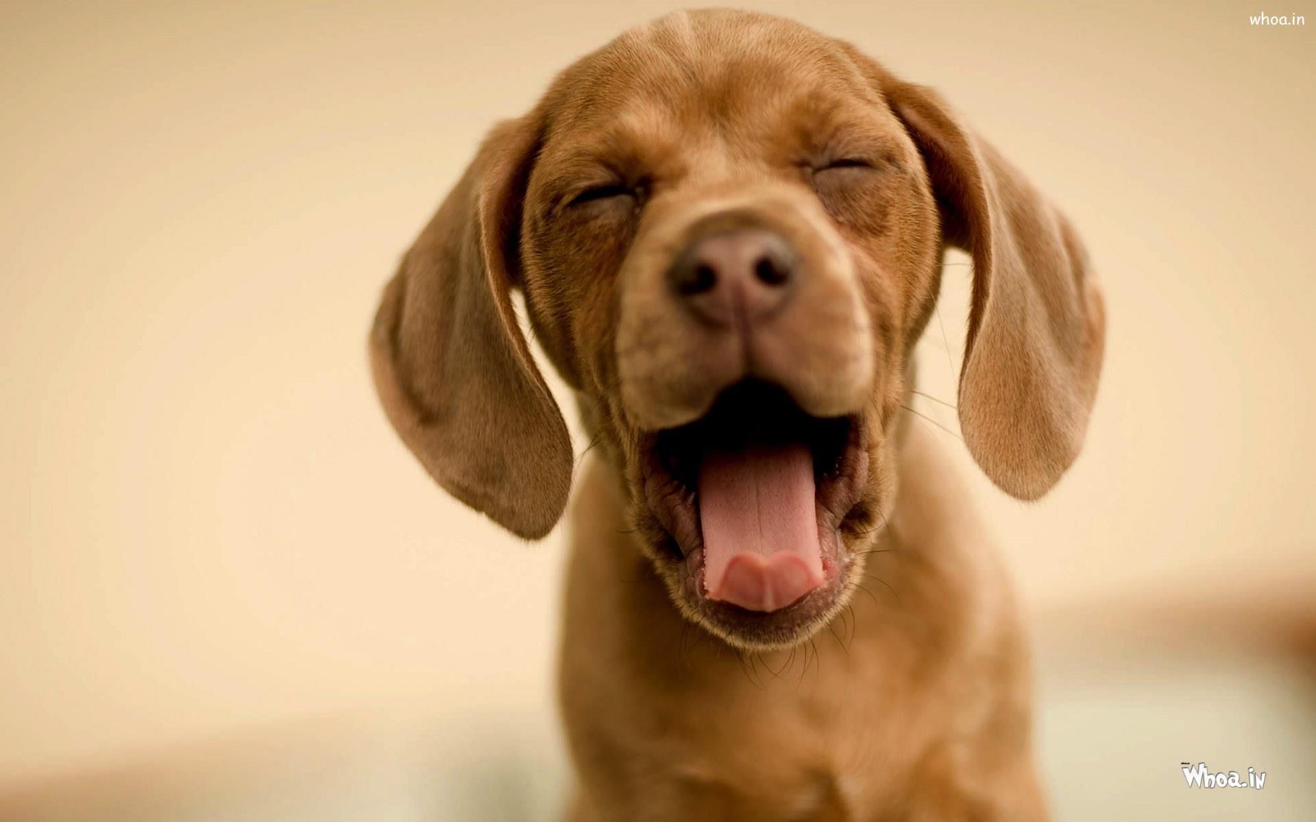 1920x1200 Dangerous Dog Image - Angry Dog Picture