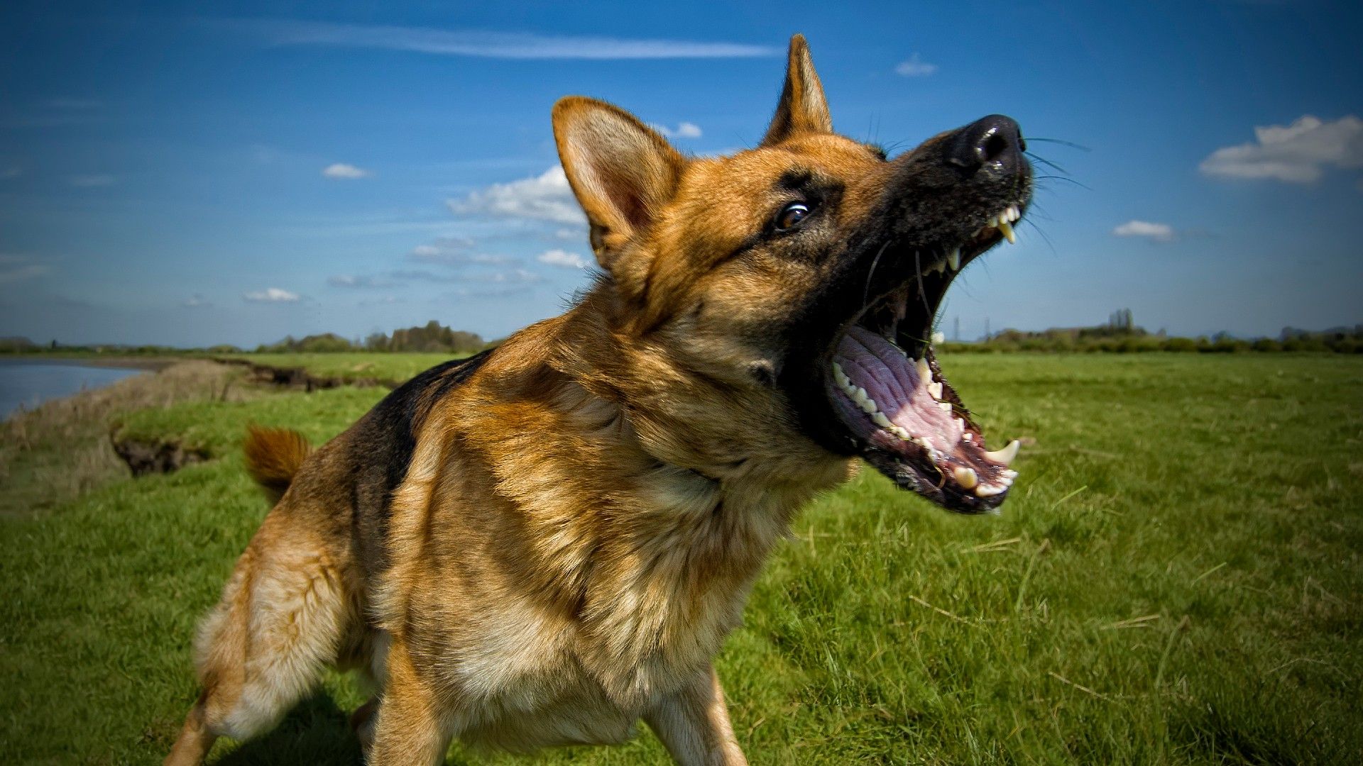 1920x1080 What to do you if you encounter aggressive dog behavior