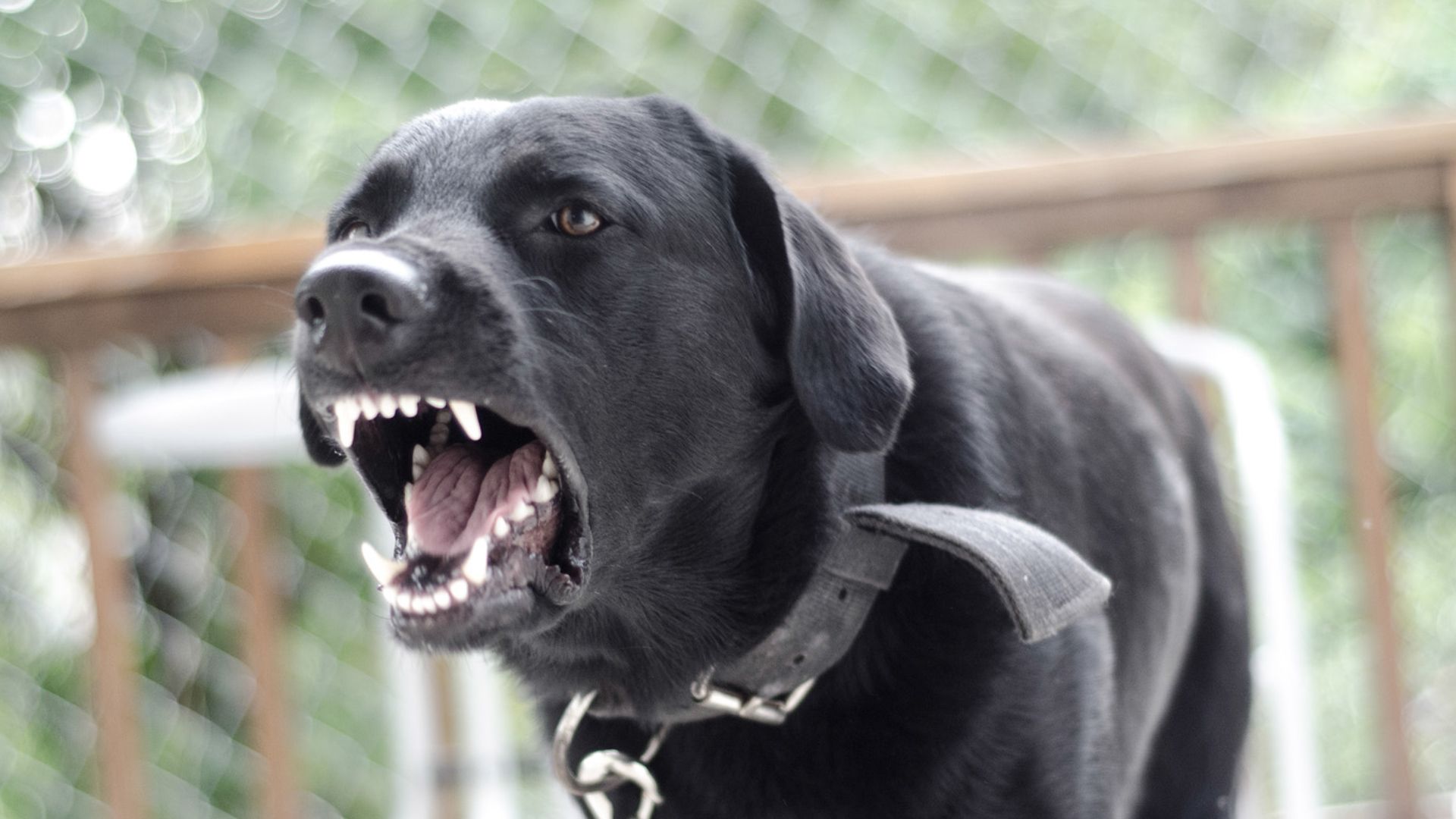 1920x1080 Chicago teen wards off angry dog with broom, saves kids from attack