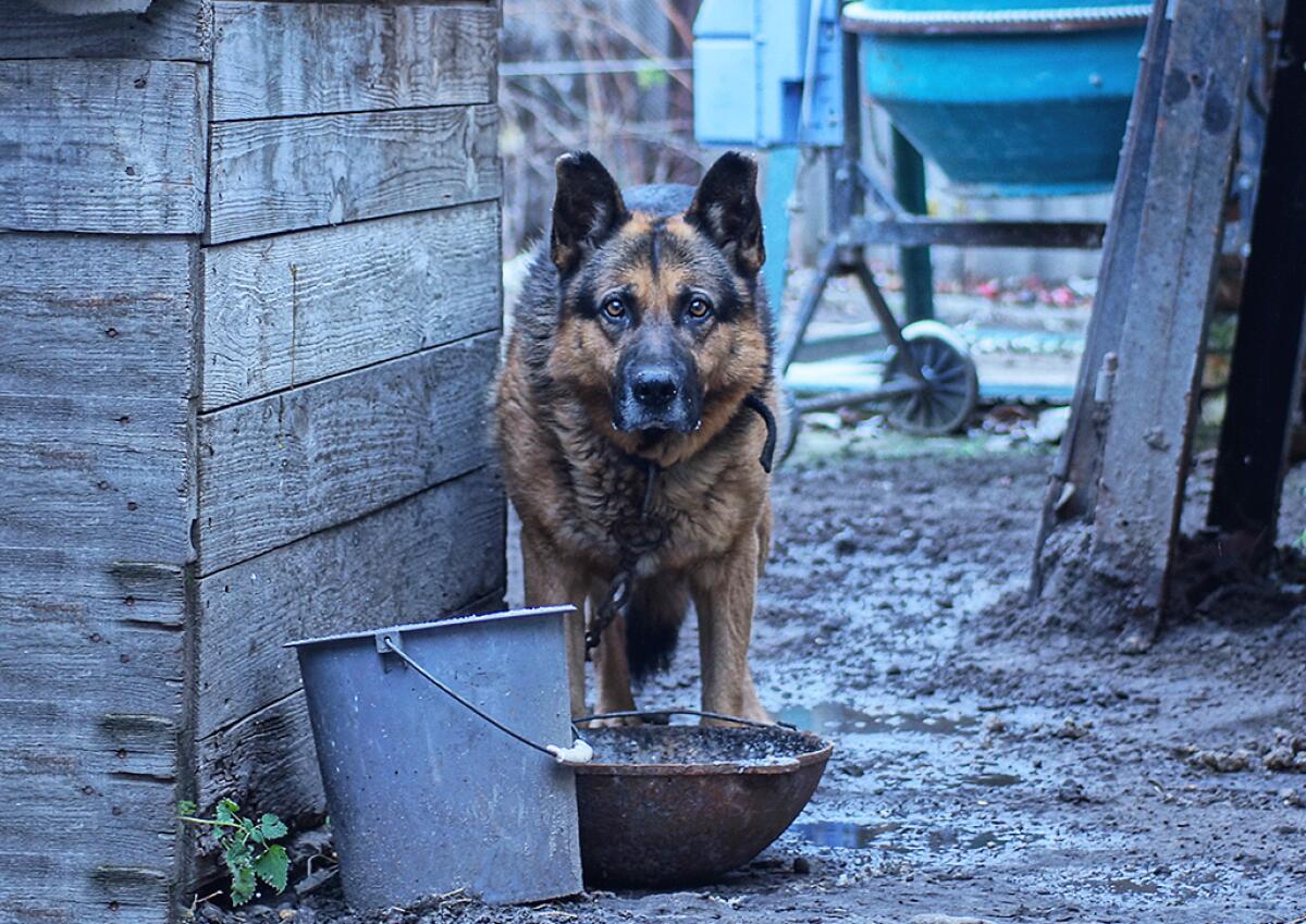 1200x849 How to Handle an Aggressive Dog: Safety Tips and Expert Advice for Avoiding Bites Angeles Times
