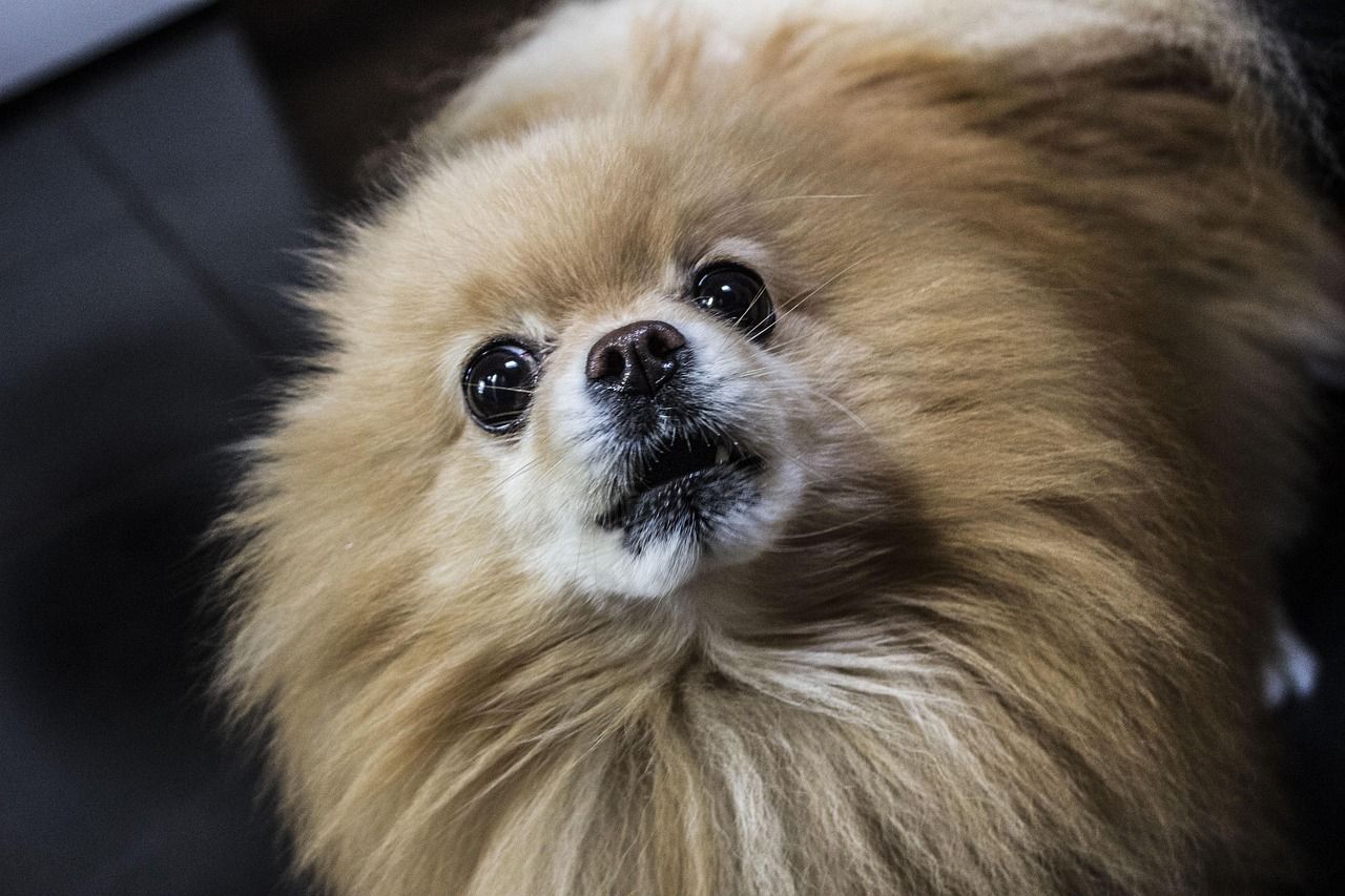 1280x853 Free Aggressive Dog & Dog Image