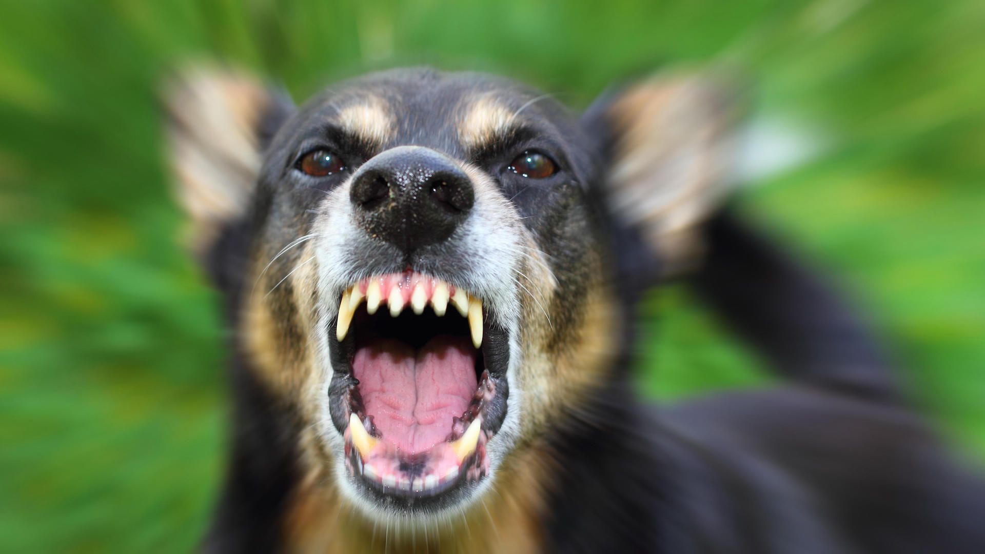 1920x1080 Signs of aggression in dogs: 12 body cues to be aware of