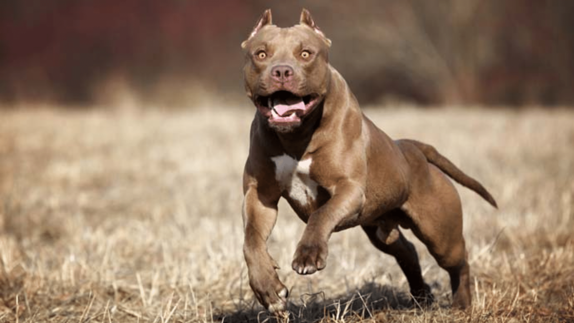 1920x1080 Most Aggressive Dog Breeds You Should Know Daily Scoop