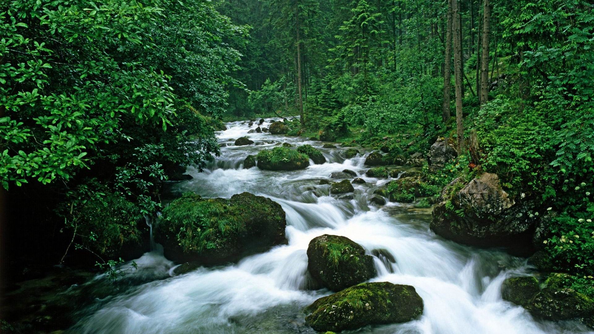 1920x1080 Peaceful Forest Rivers Landscape Wallpaper