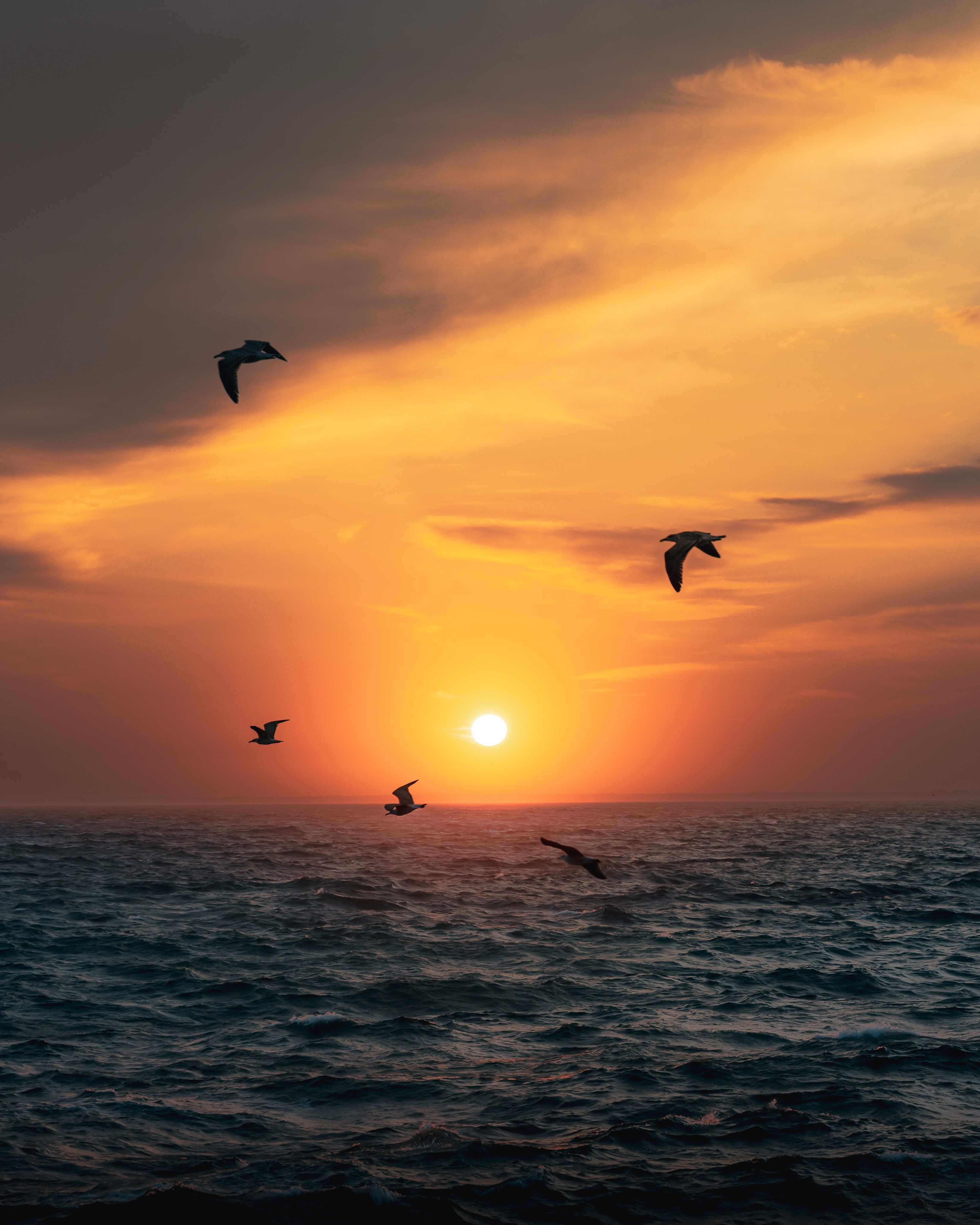3298x4121 Phone wallpaper: Sun, Sea, Birds, Nature, Sunset, Horizon 156789