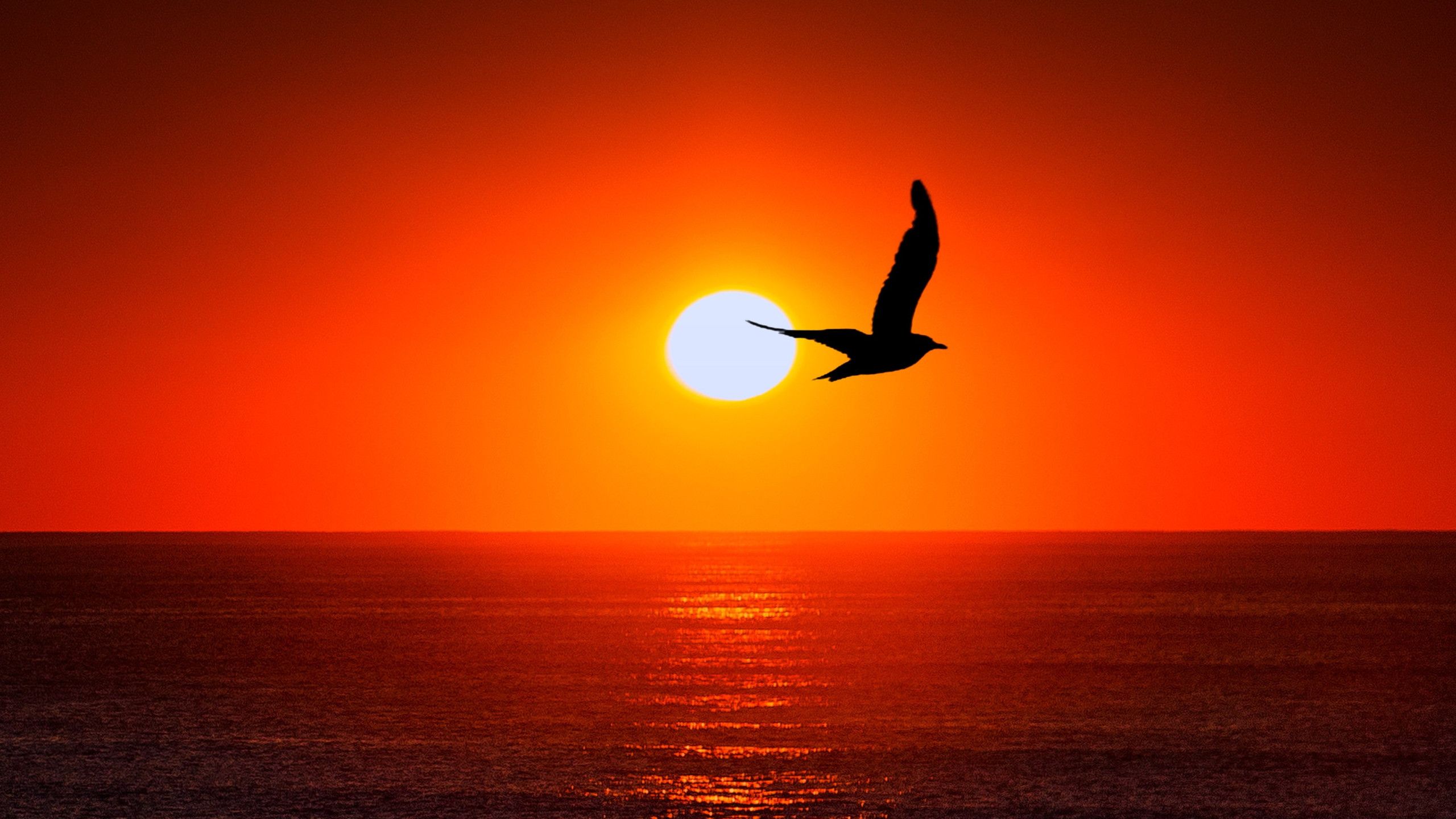 2560x1440 Sunset Horizon Wallpaper 3461x2307 67787