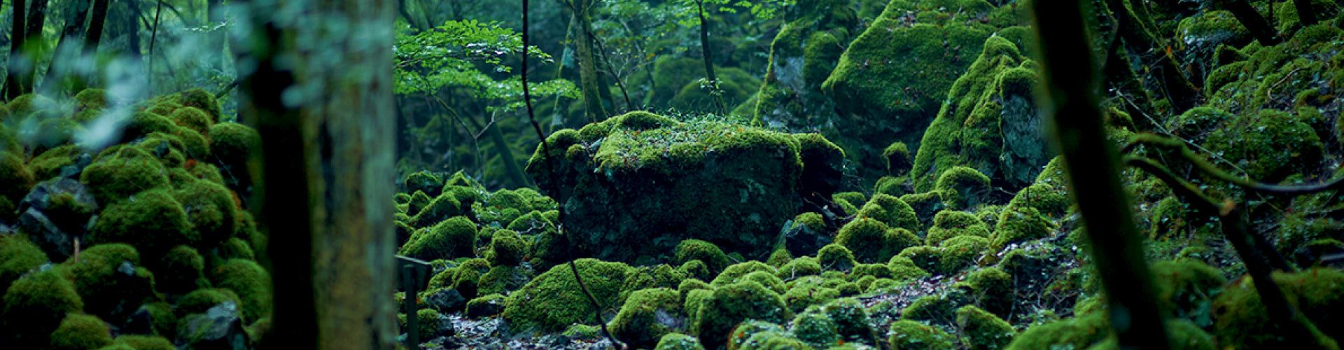1920x500 Watch Nature. 上勝町の公式観光サイト