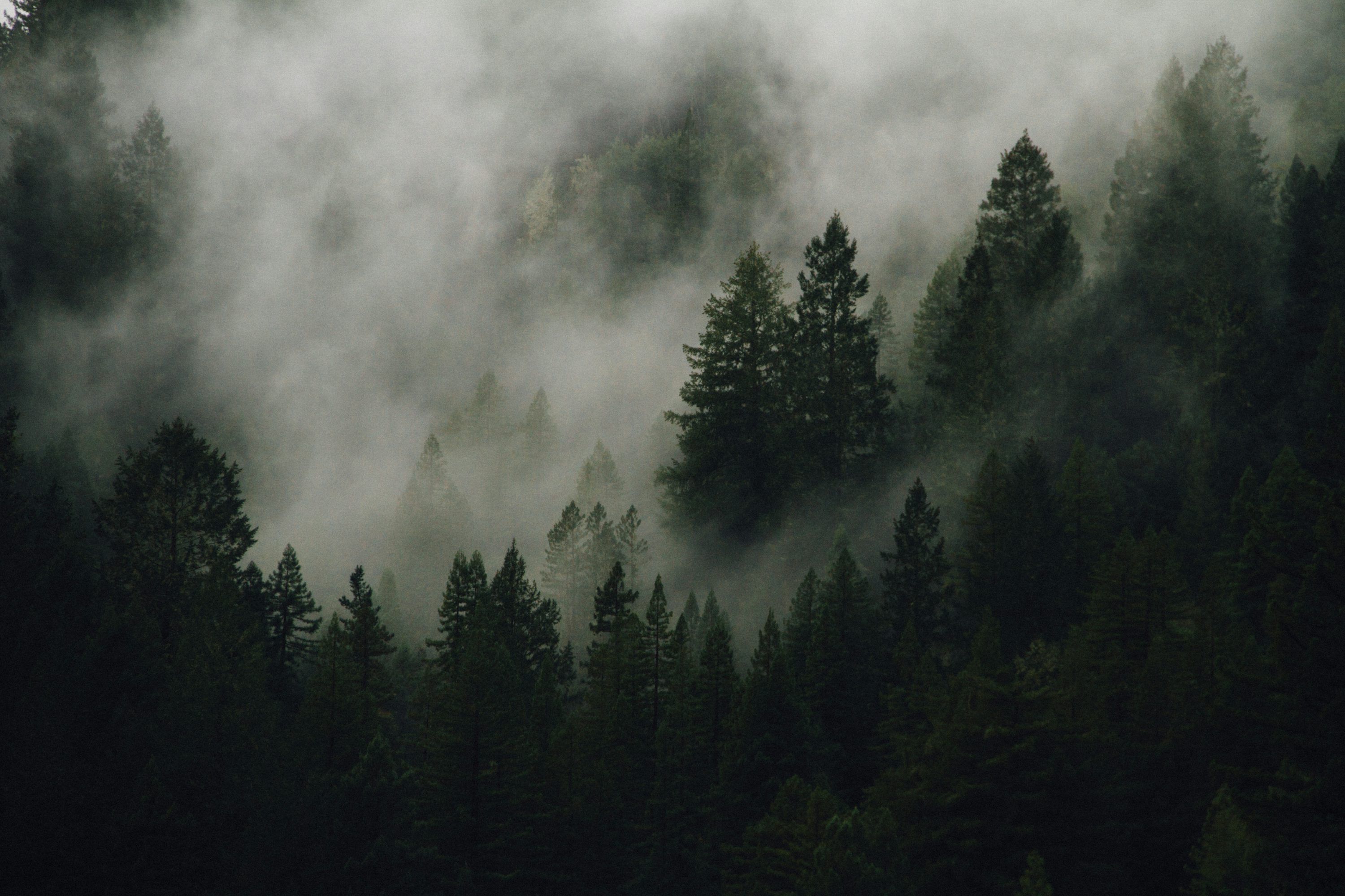 3000x2000 Foggy Forest Picture [Stunning!]. Download Free Image