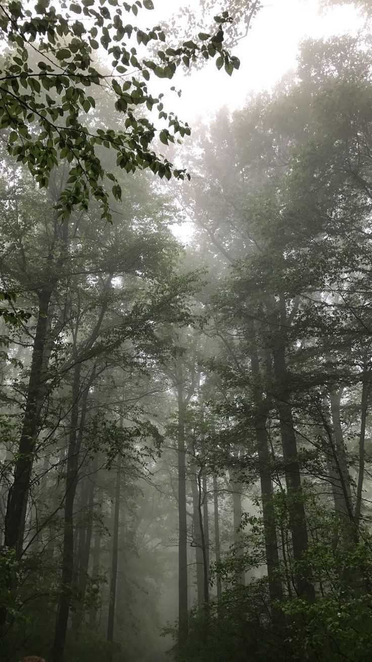 736x1309 Enchanted Forest Path with Misty Fog. Raining forest wallpaper, Rainy day forest wallpaper, Foggy forest