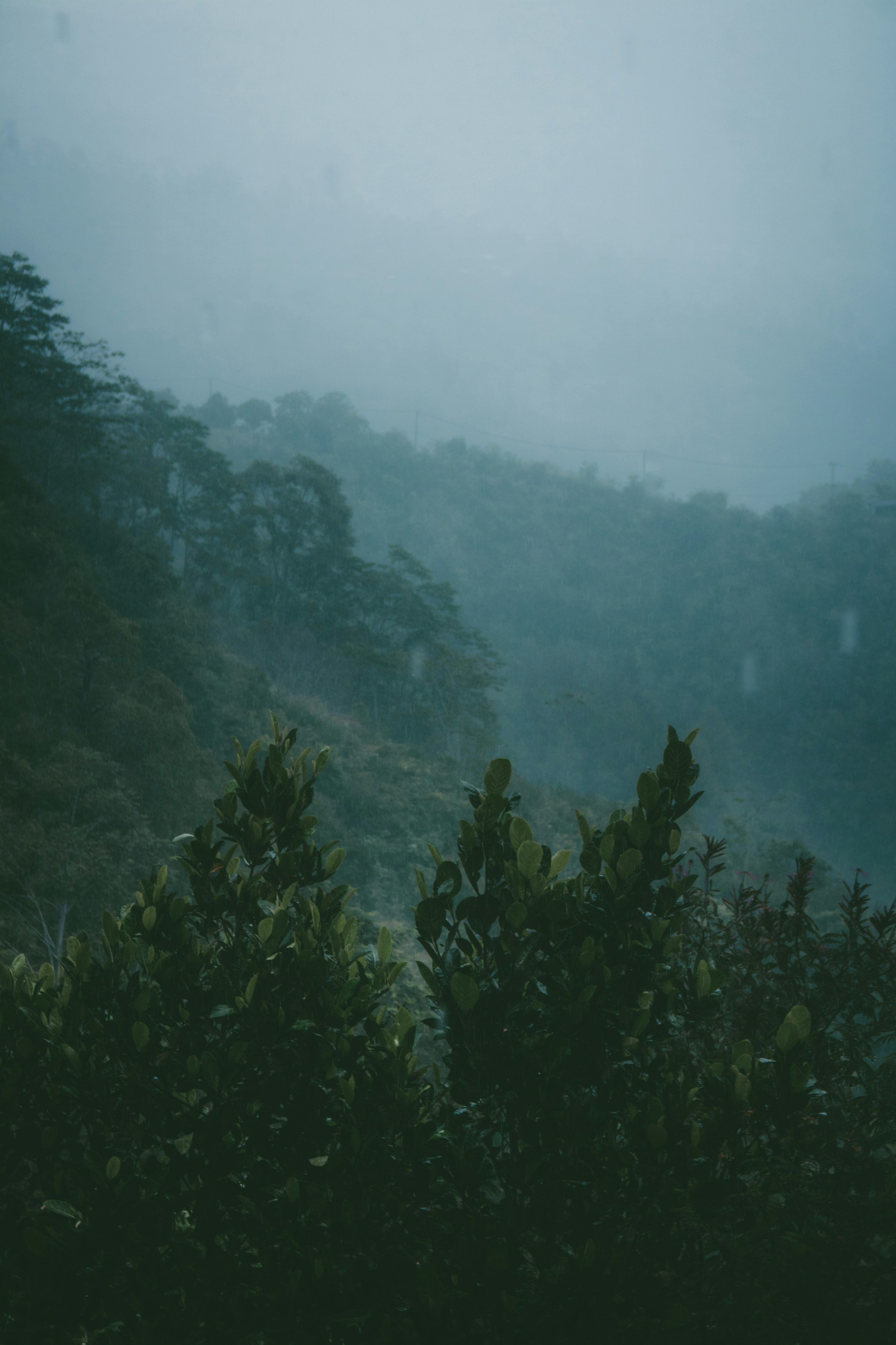 3000x4501 A foggy forest filled with lots of trees photo