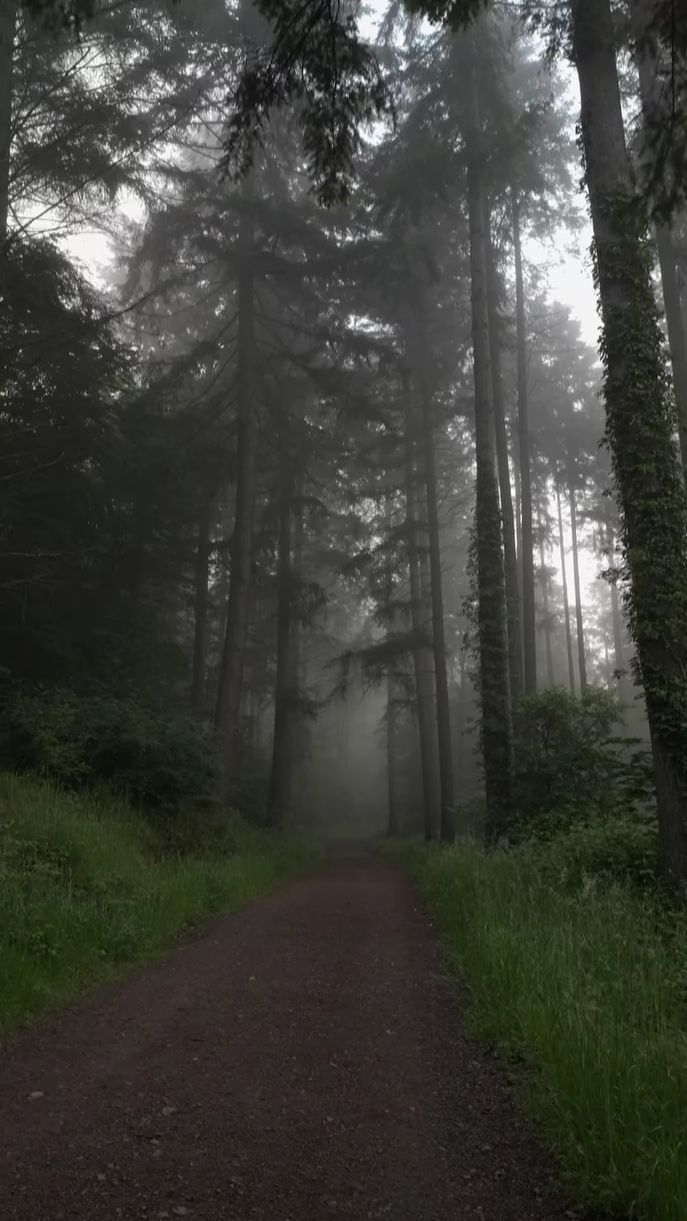 687x1221 Foggy Forest Photo