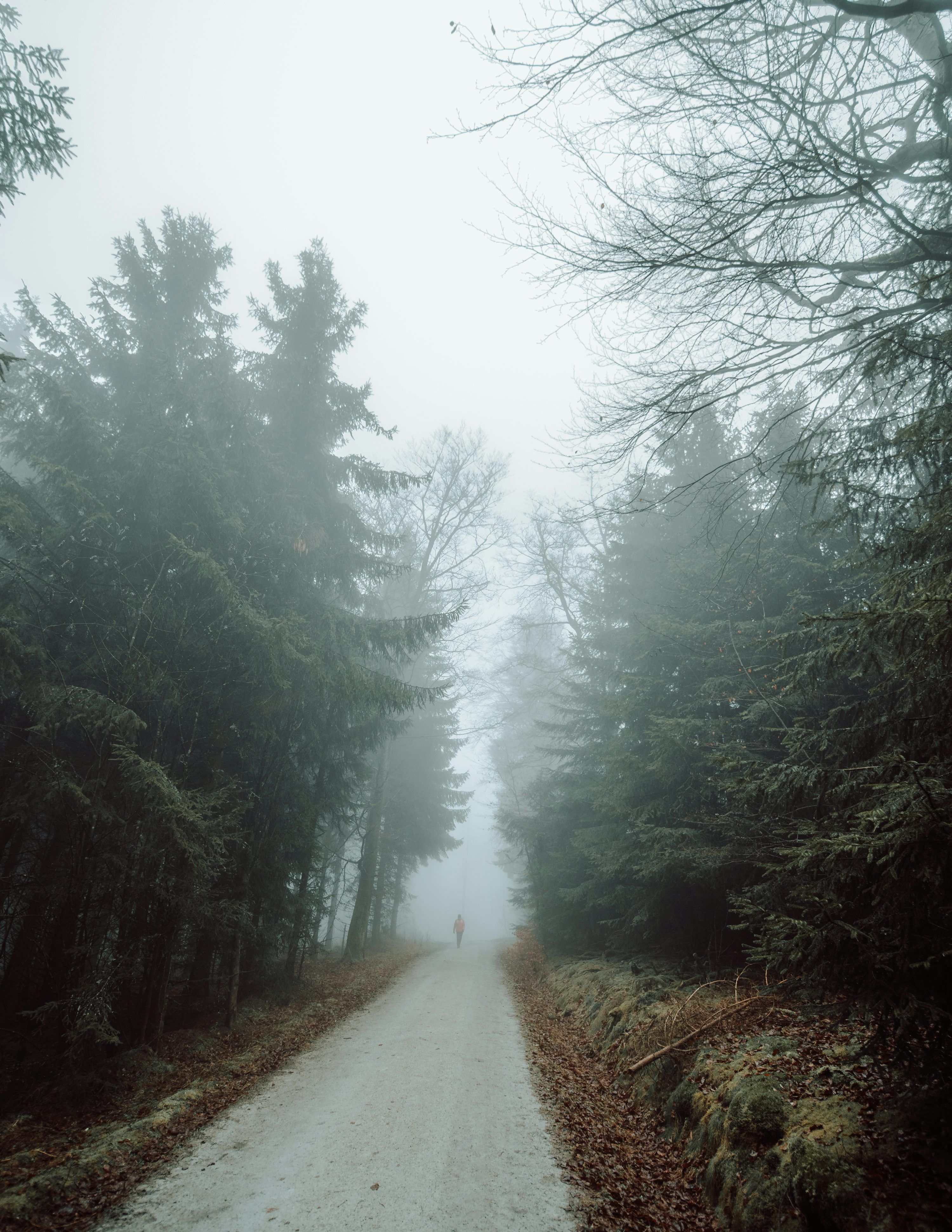 3000x3883 A person walking down a foggy road in the woods photo