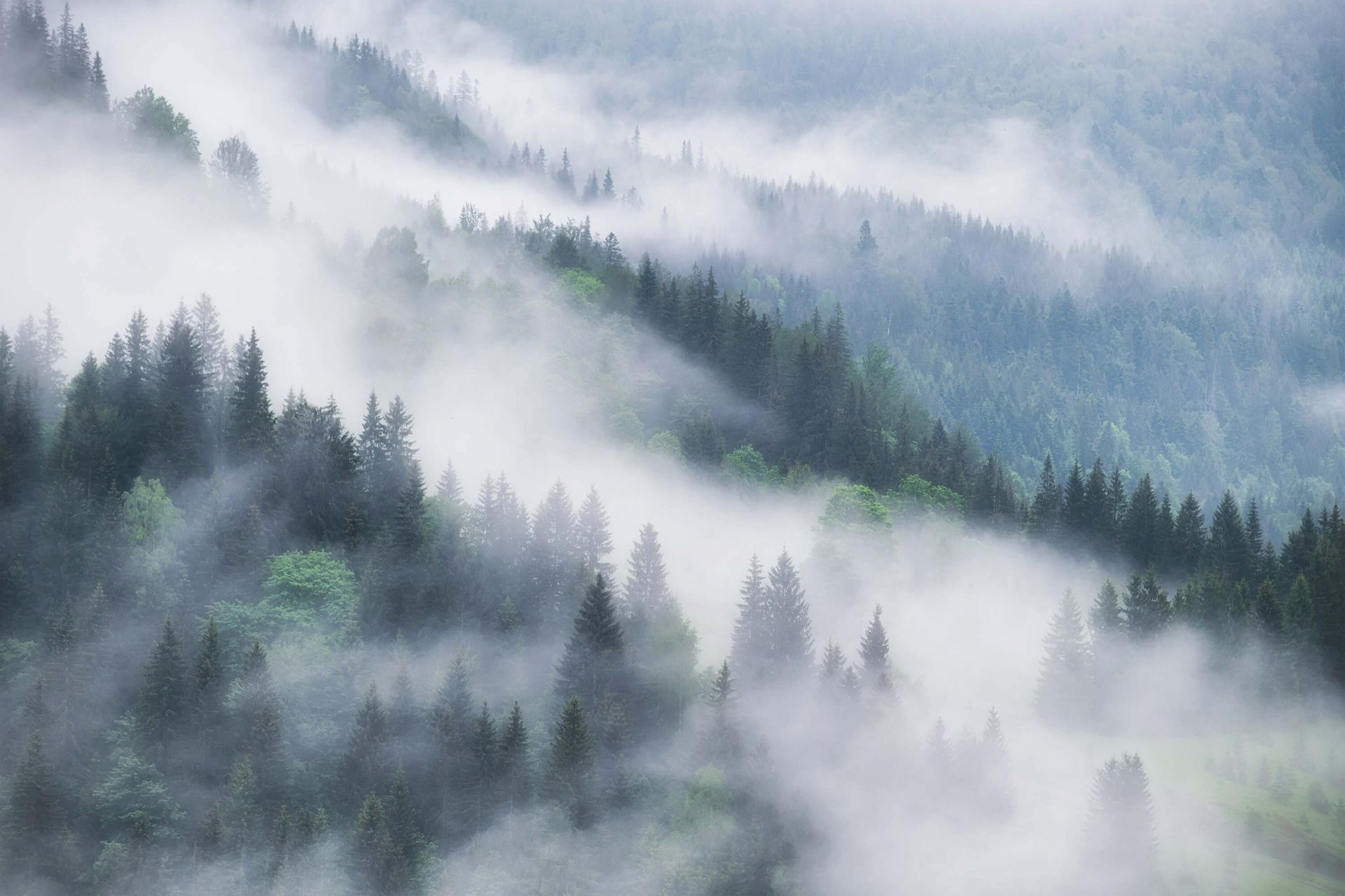 1920x1280 Foggy forest in the mountains