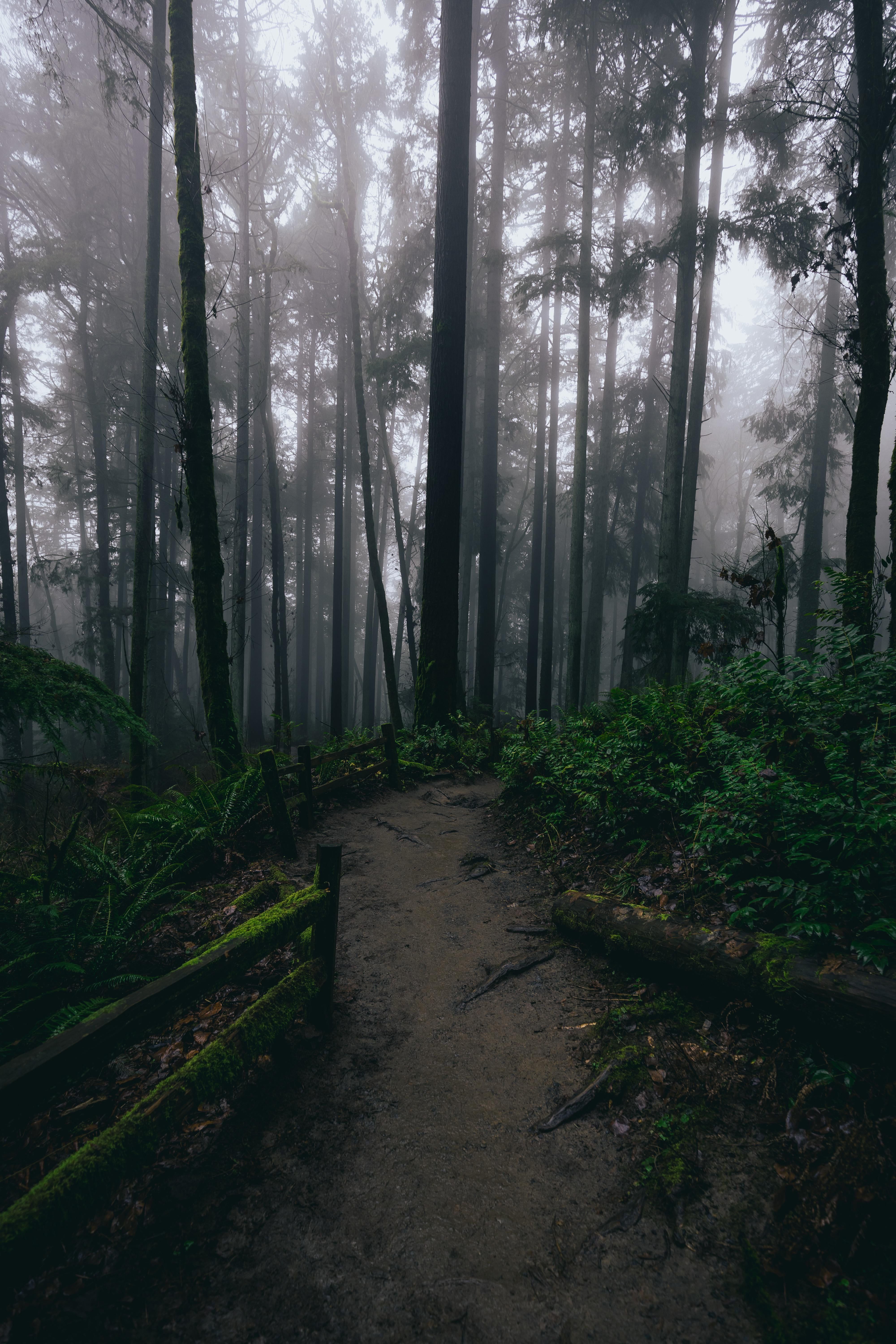 4000x6000 Foggy forest walks in Forest Park