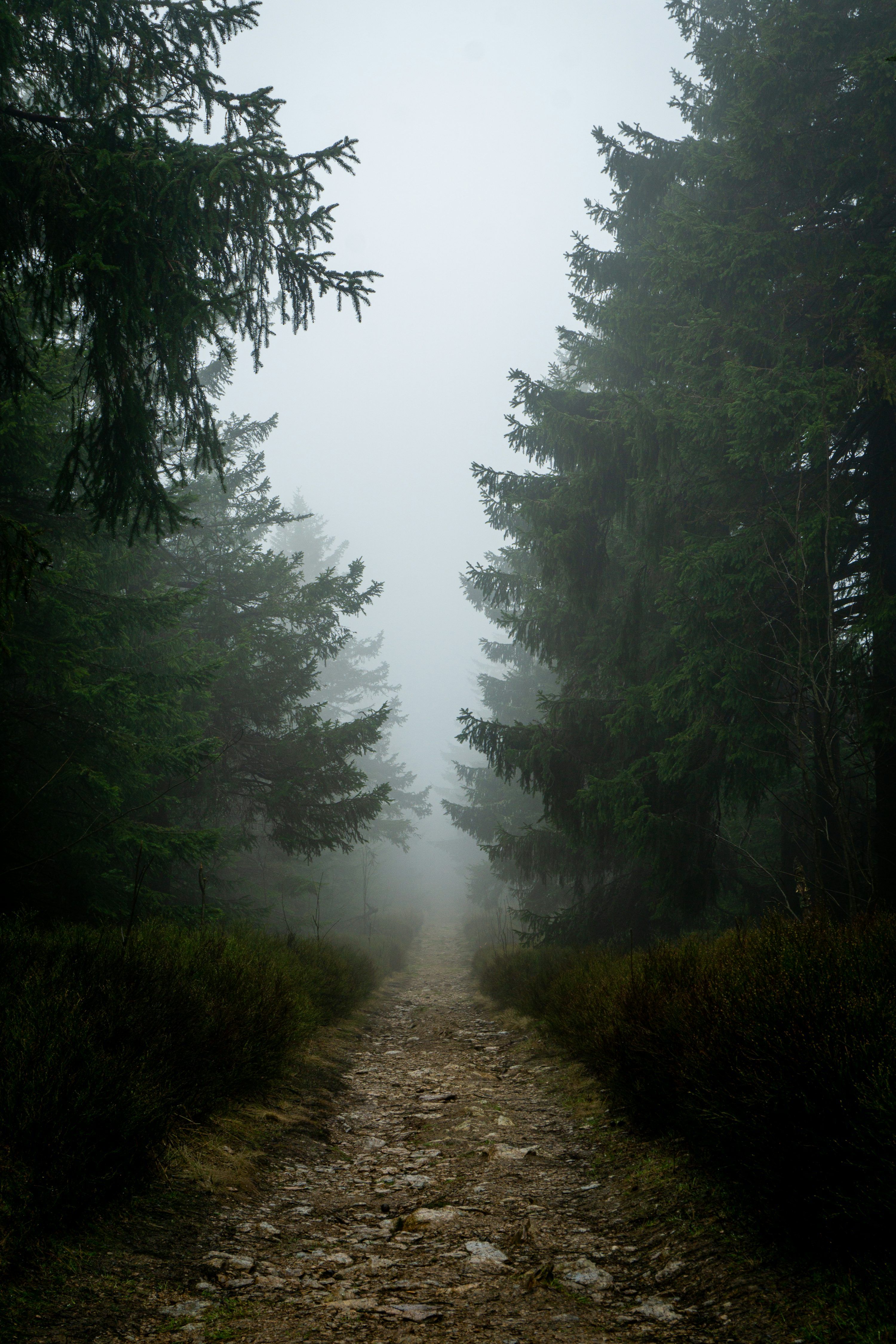 3000x4500 A path in the middle of a foggy forest photo