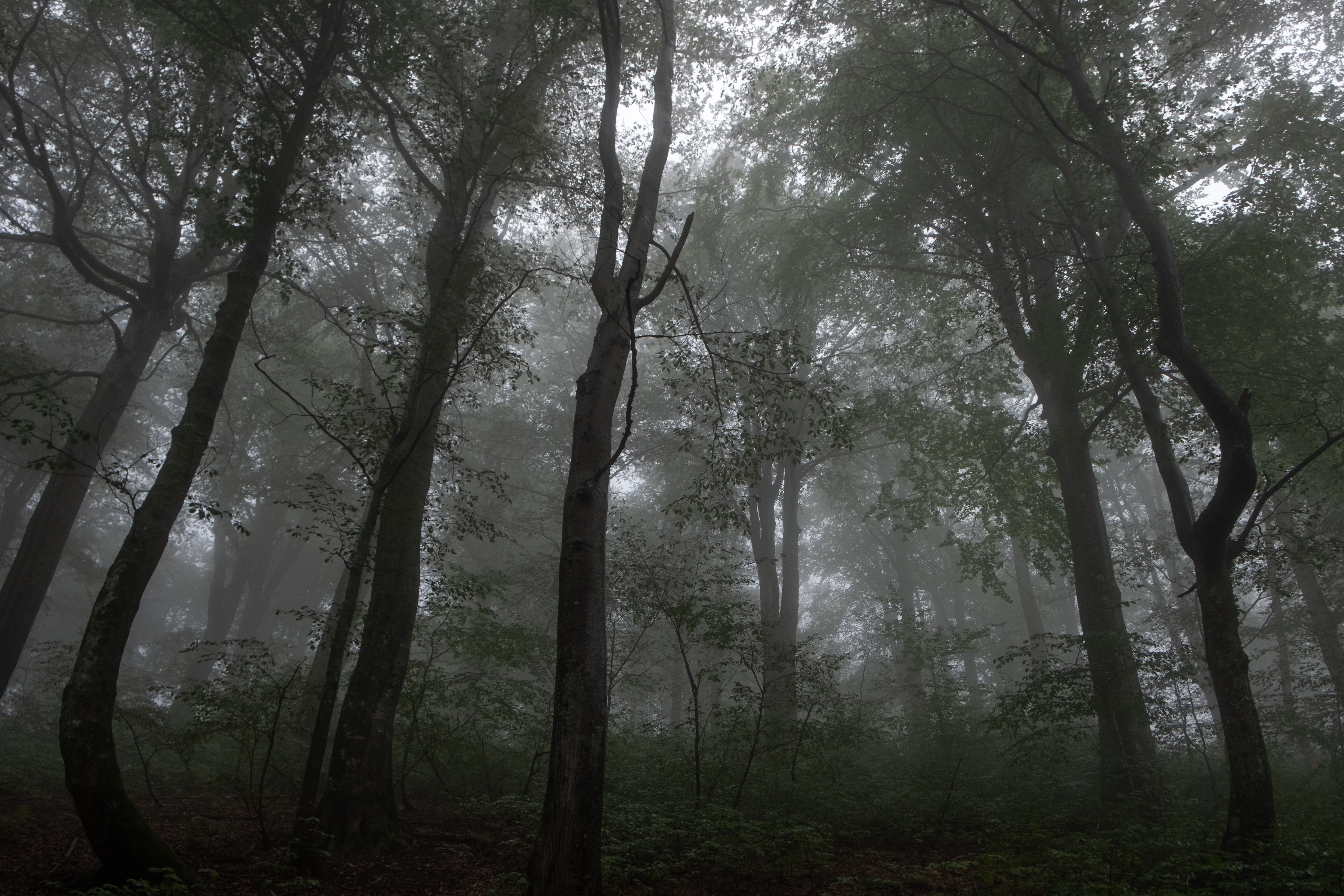 6000x4000 A foggy forest with trees and fog · Free