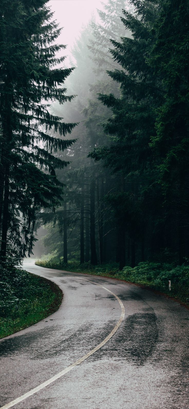 736x1593 Forest Rain