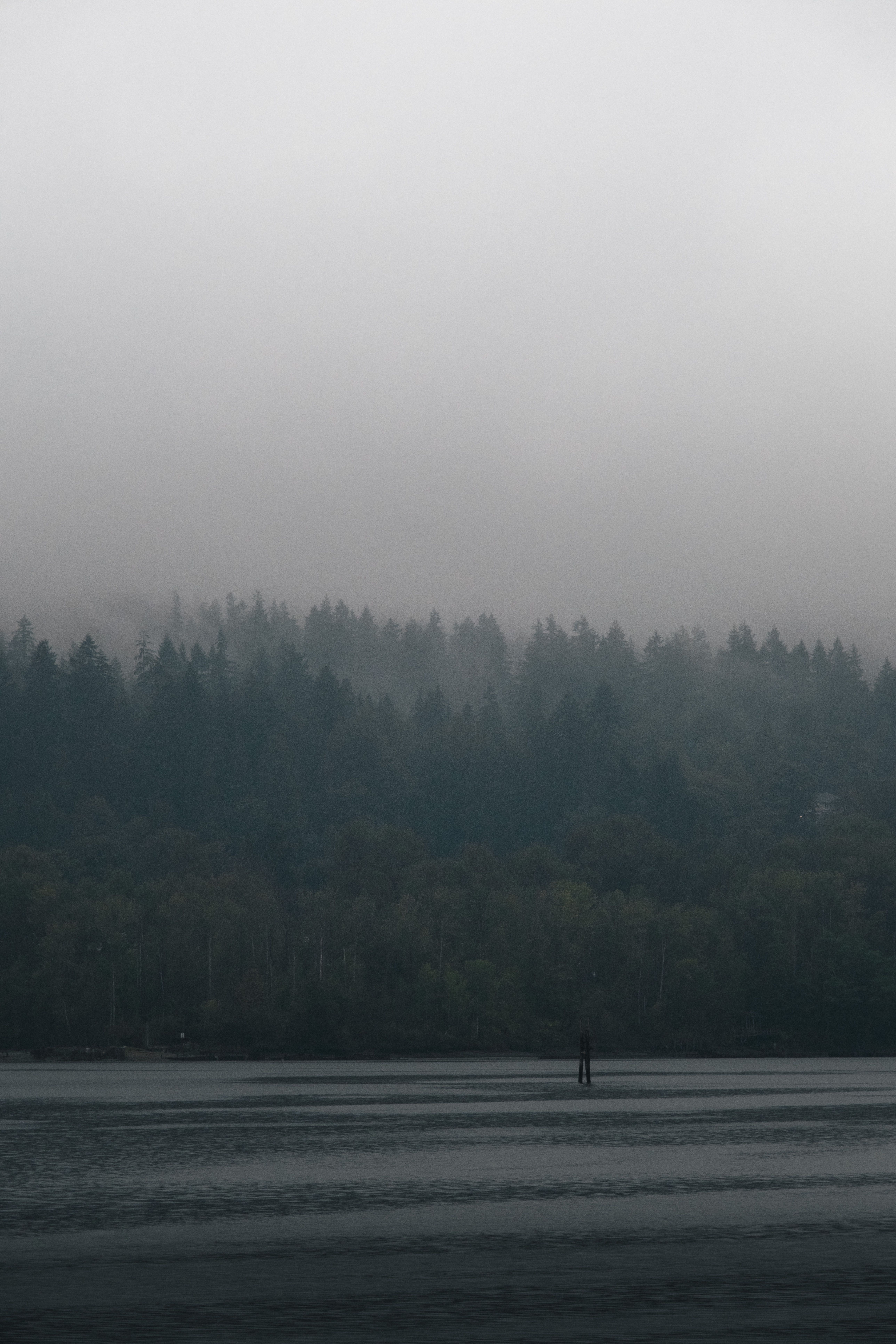 5152x7728 Foggy Forest by the Ocean in Port Moody, BC · Free