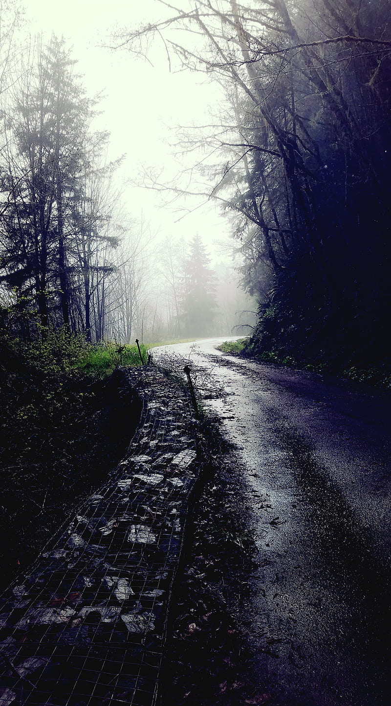 800x1442 Oregon Forest, day, foggy, rainy, road, season, weather, HD phone wallpaper