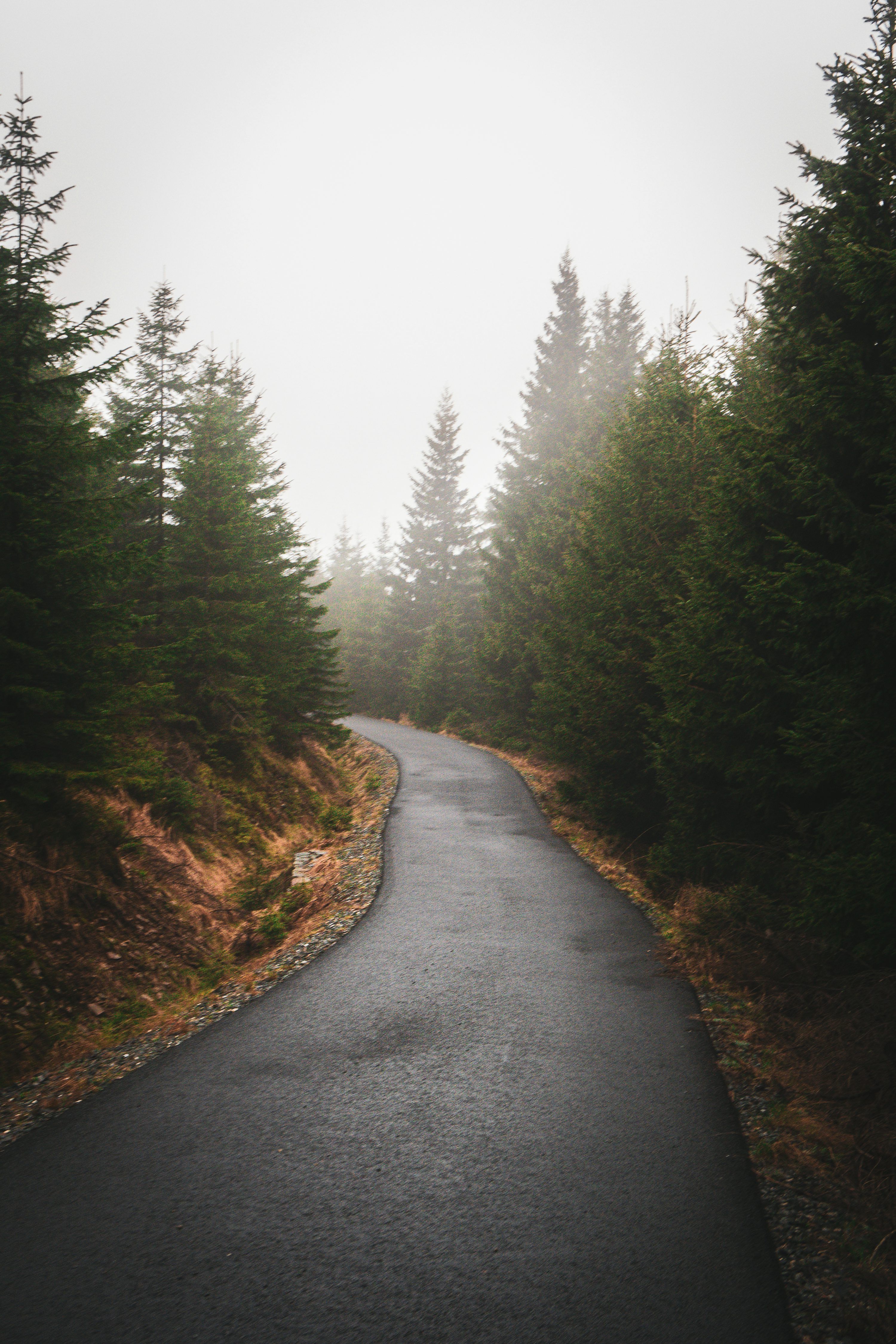 3000x4500 A road in the middle of a forest on a foggy day photo