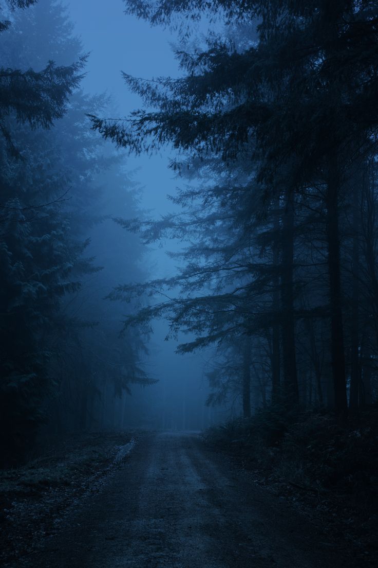 736x1104 Mystic Blue Forest at Night. Achtergrond, Blauw behangpapier, Fotografie