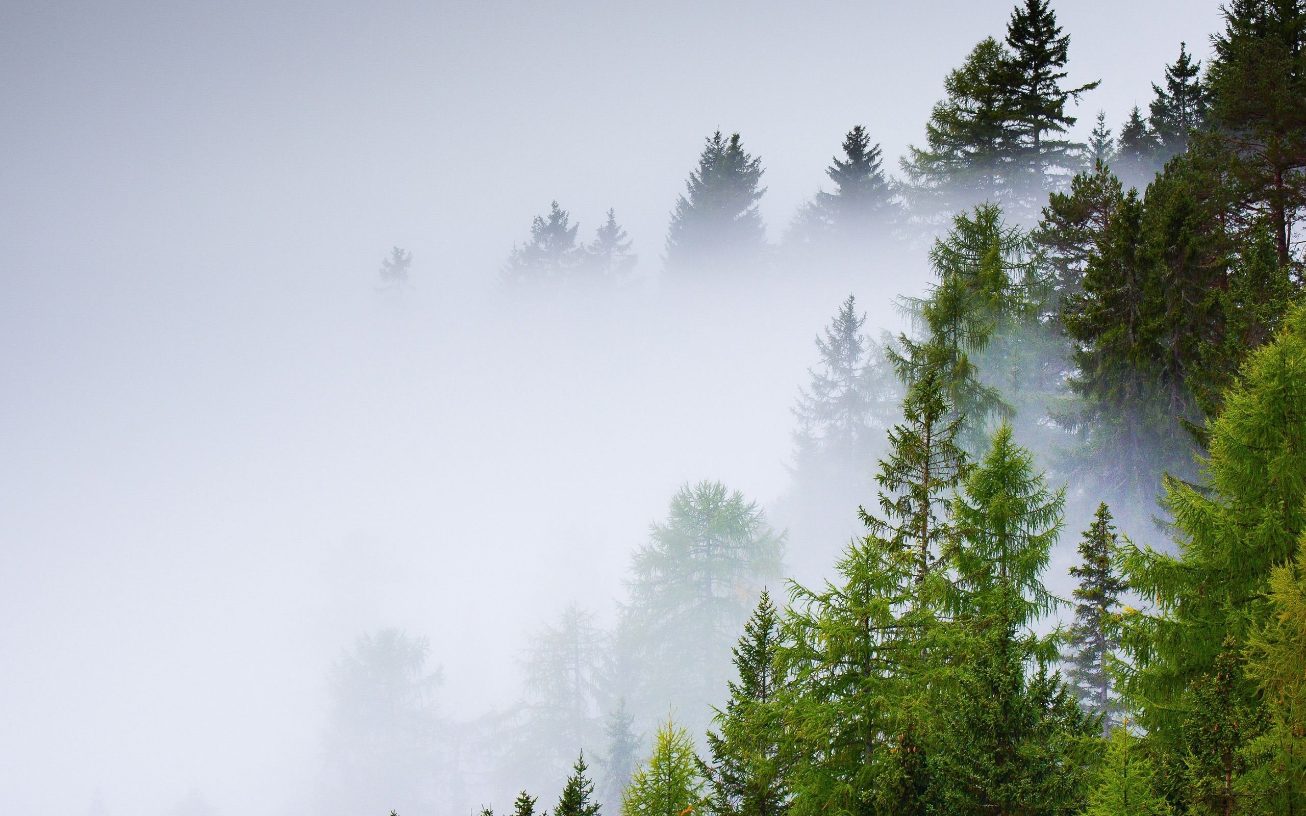 2560x1600 Conifer Forest Mist Rainy Day Scenery HD Wallpaper