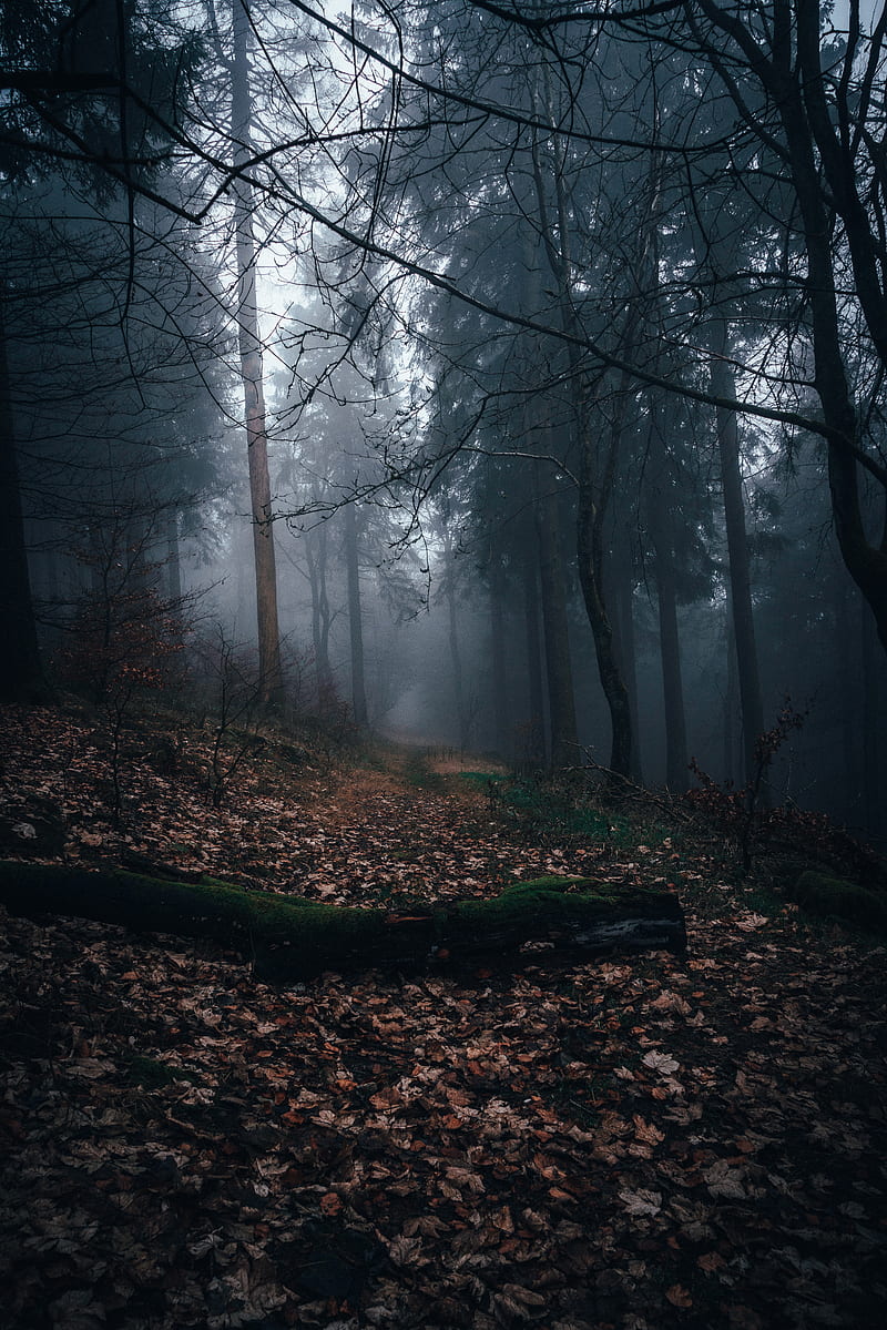 800x1199 Foggy Forest, forest, fall, autumn, nature, trees, clouds, fog, HD wallpaper