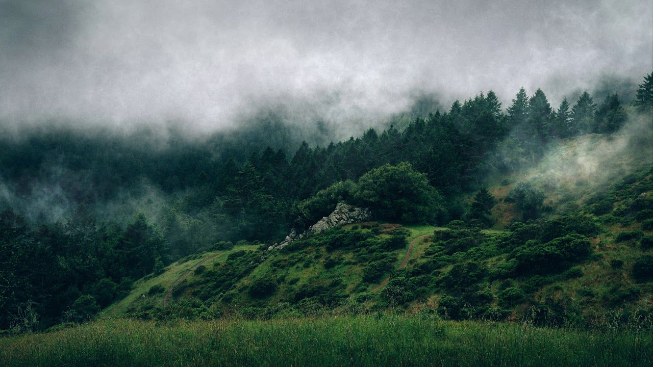 1280x720 Foggy Forest