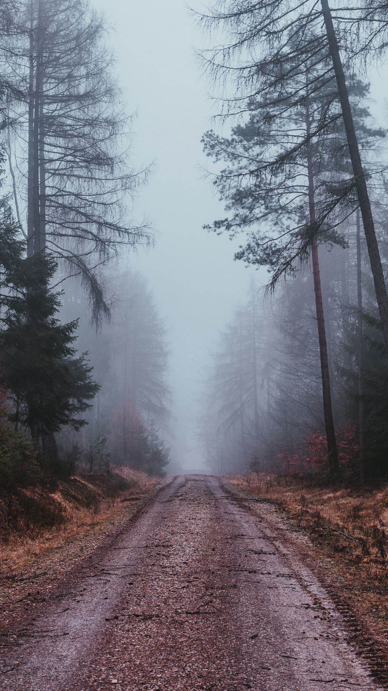 1350x2400 Download wallpaper 1350x2400 fog, road, gloomy, forest iphone 8+/7+/6s+/for parallax HD background