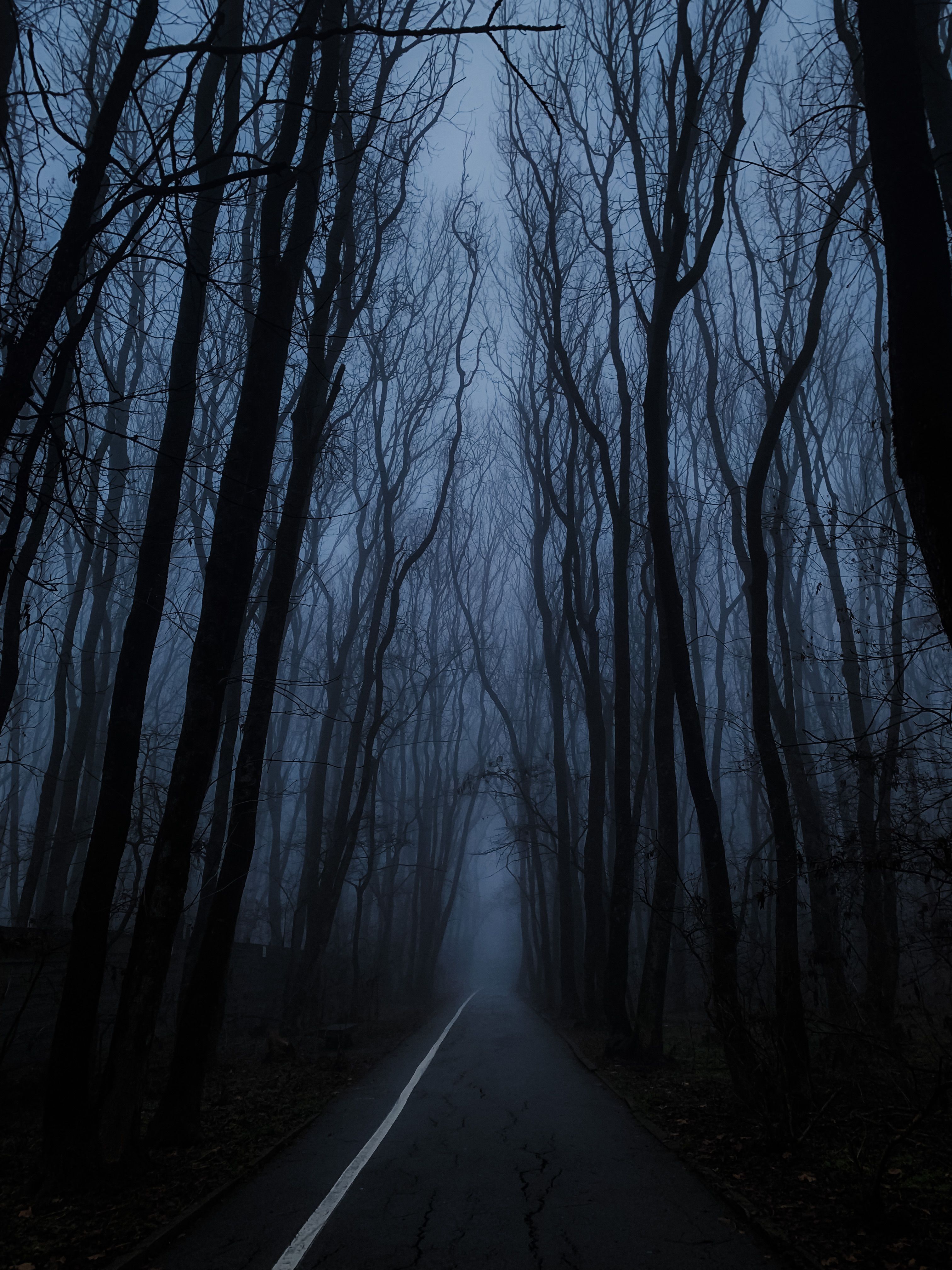 3024x4032 Spooky Foggy Forest Road at Twilight · Free