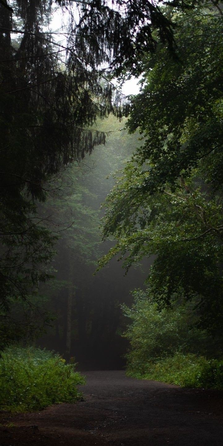 720x1440 Foggy forest path wallpaper aesthetic. Rainy forest wallpaper, Rain in the forest aesthetic, Nature aesthetic