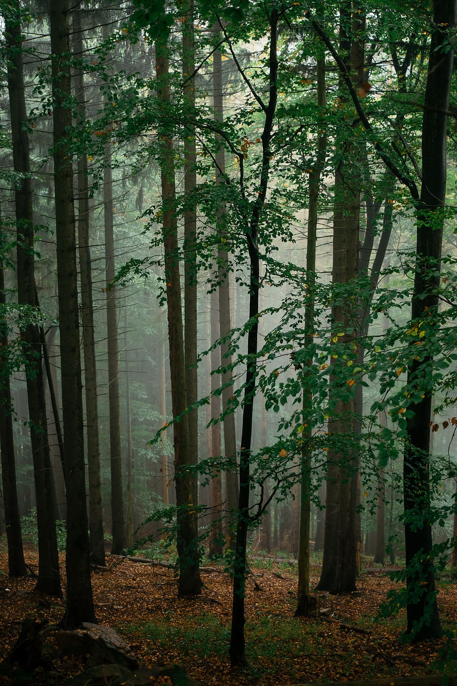 910x1365 Forest Foggy Rainy 1080P, 2K, 4K, 5K HD Wallpaper Free Download