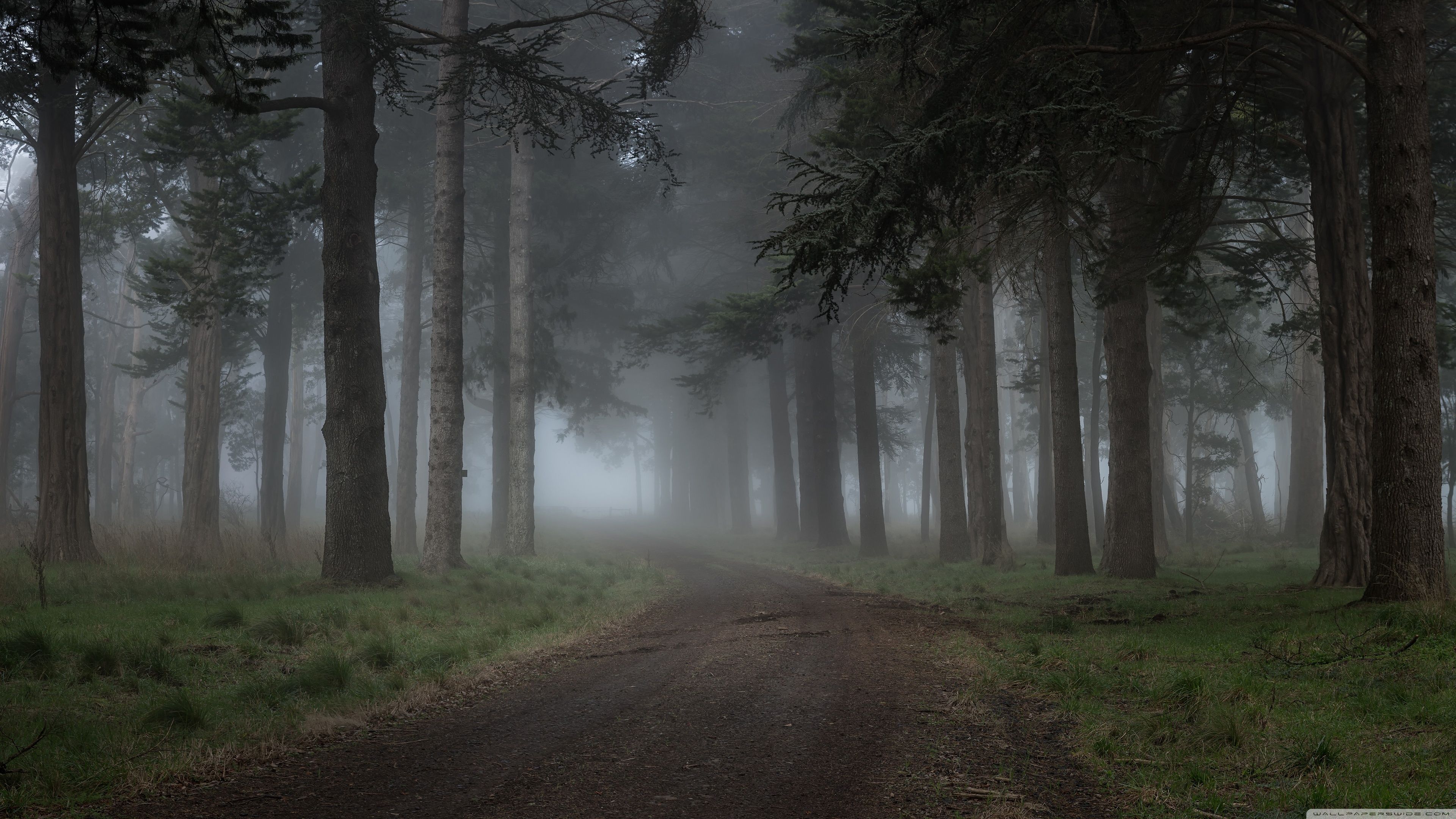 3840x2160 Foggy Forest Road 4K UHD Wallpaper for UltraHD Desktop and TV : Widescreen and UltraWide Display : Dual Monitor : Smartphone and Tablet Devices