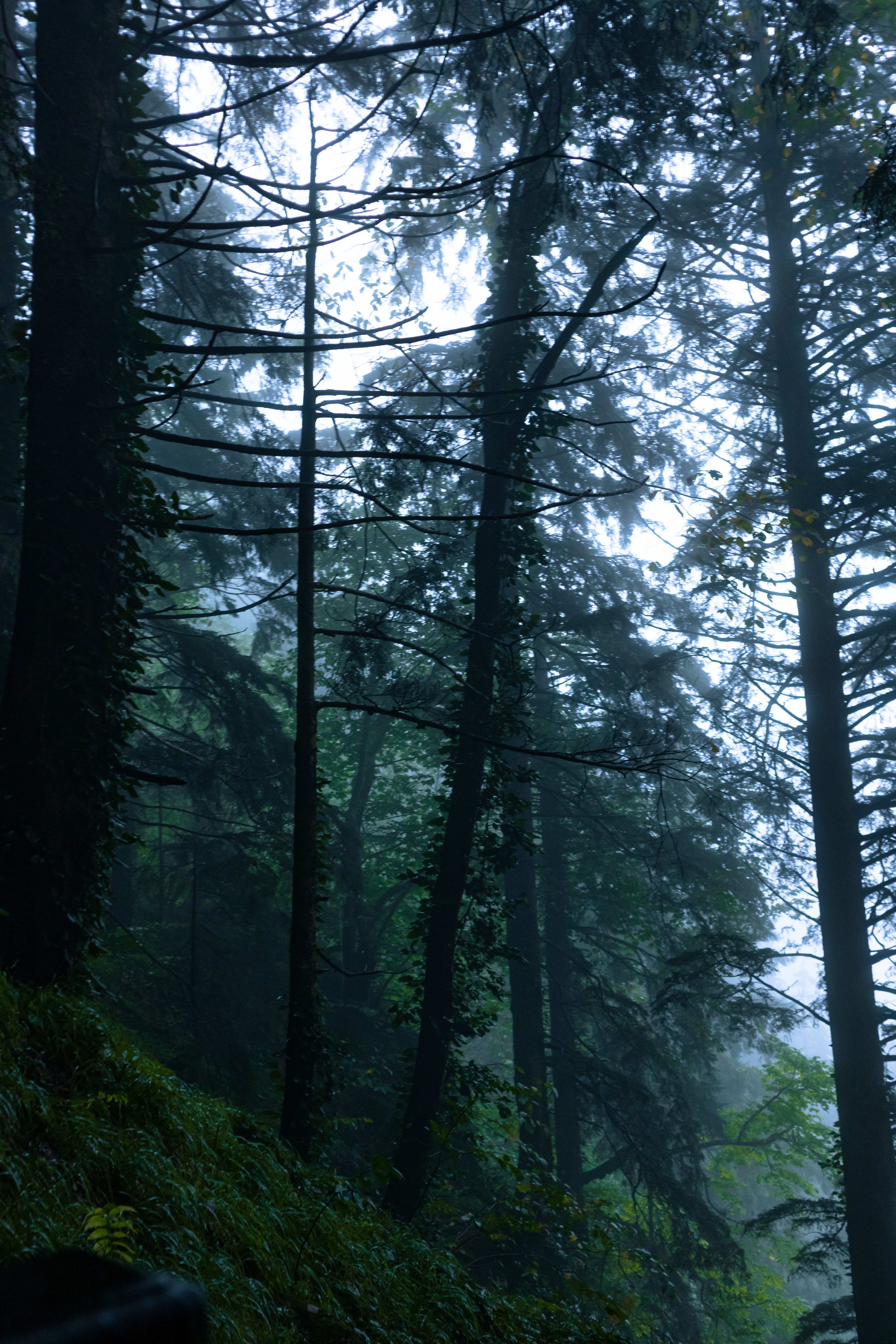 4000x6000 Rainy Forest Photo, Download The BEST Free Rainy Forest & HD Image