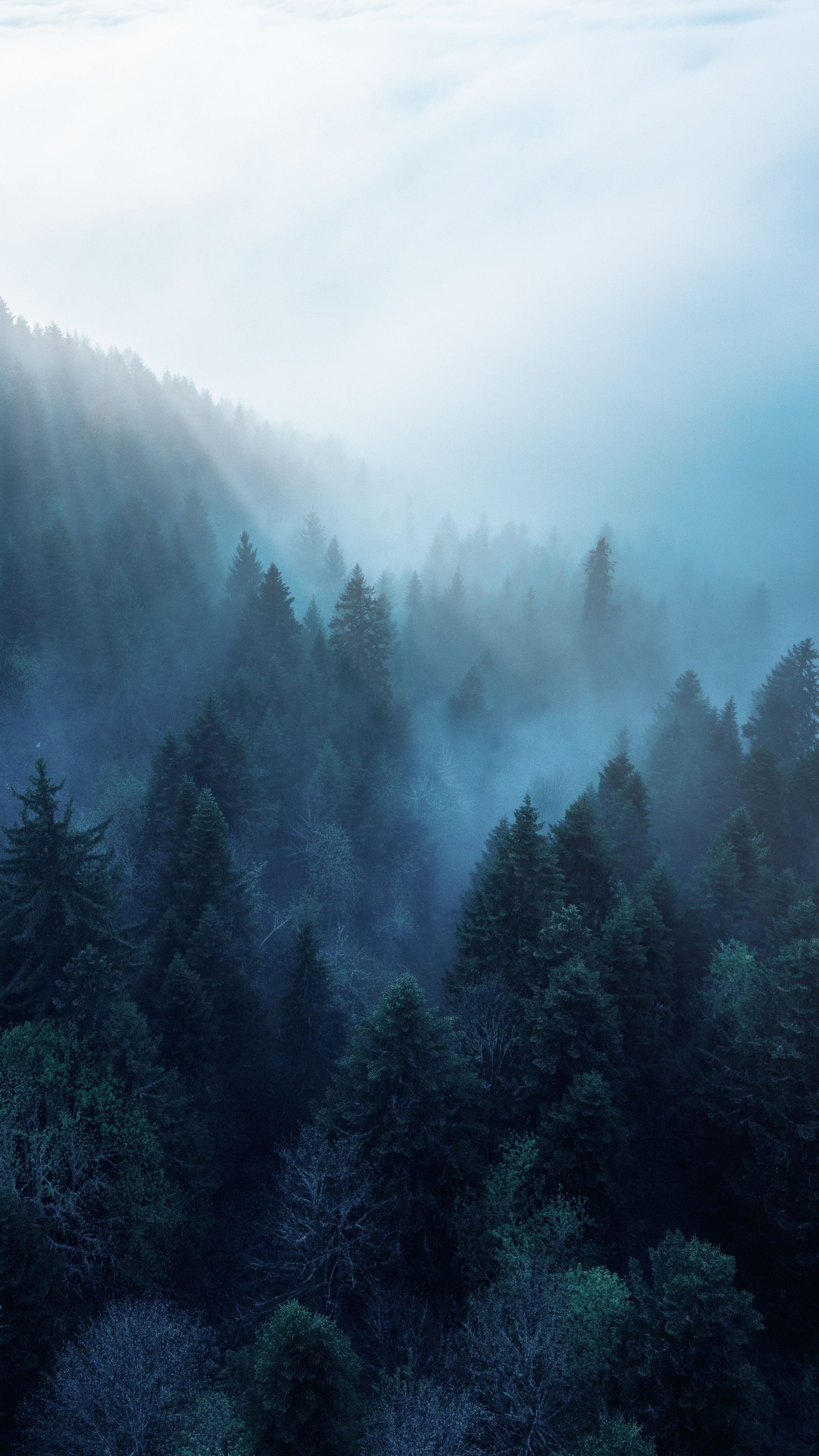 2160x3840 Forest Wallpaper 4K, Rhone Alpes, Sunlight
