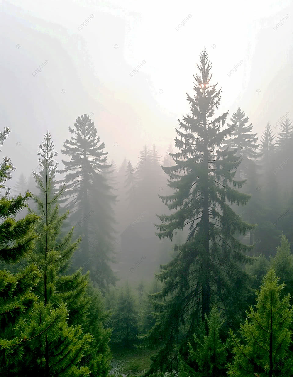 960x1234 Forest Road In Fog Photo And Picture For Free Download