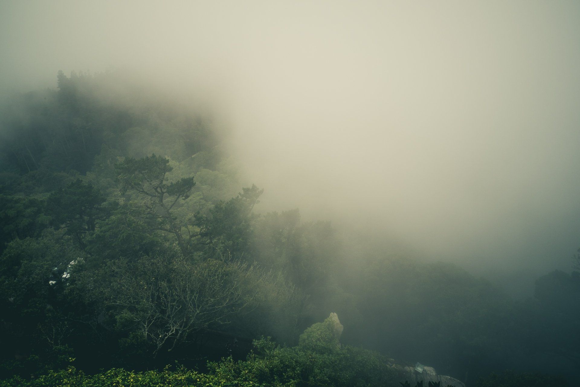 1920x1280 Fogveil Forest