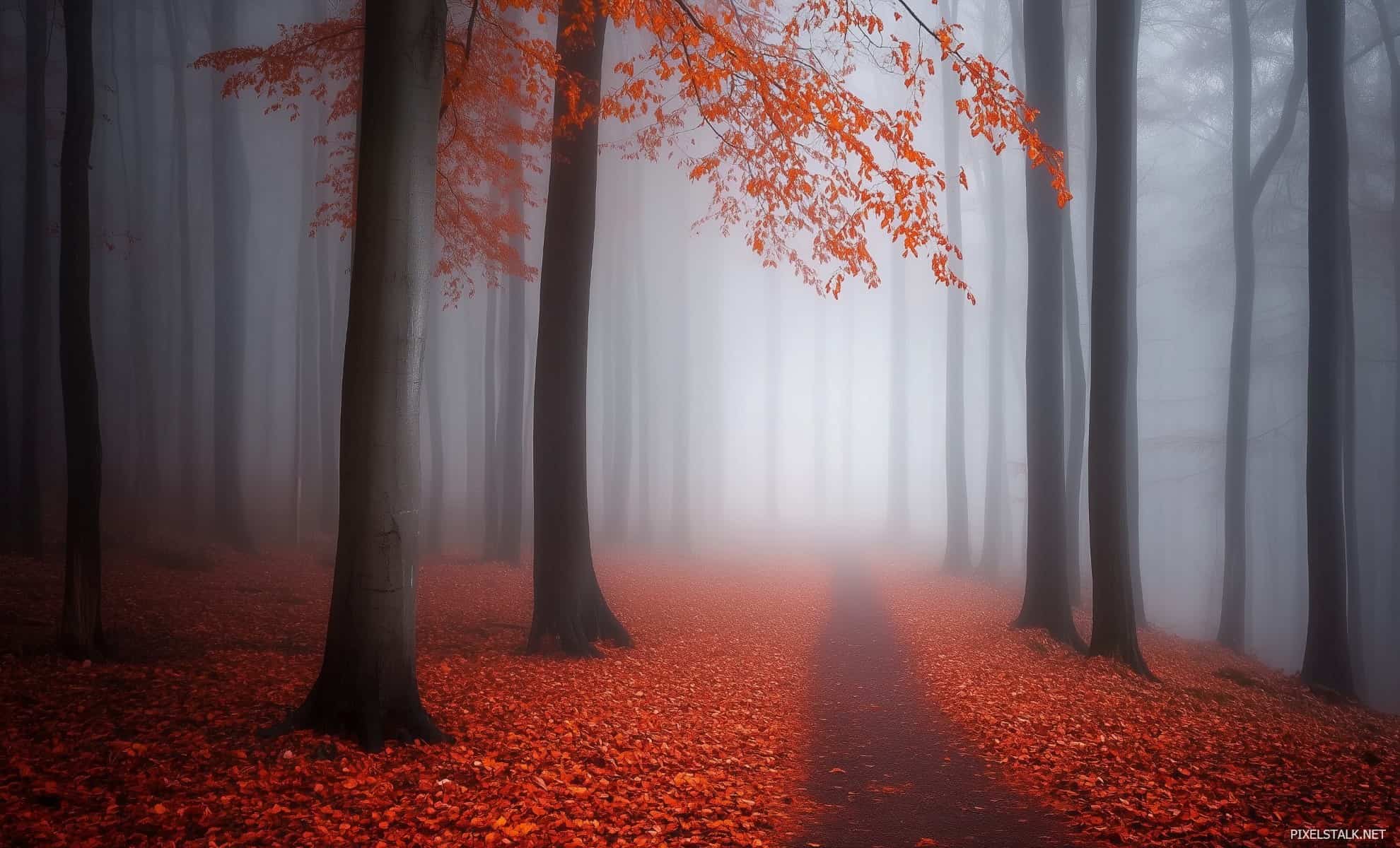 1980x1200 Foggy Forest Background