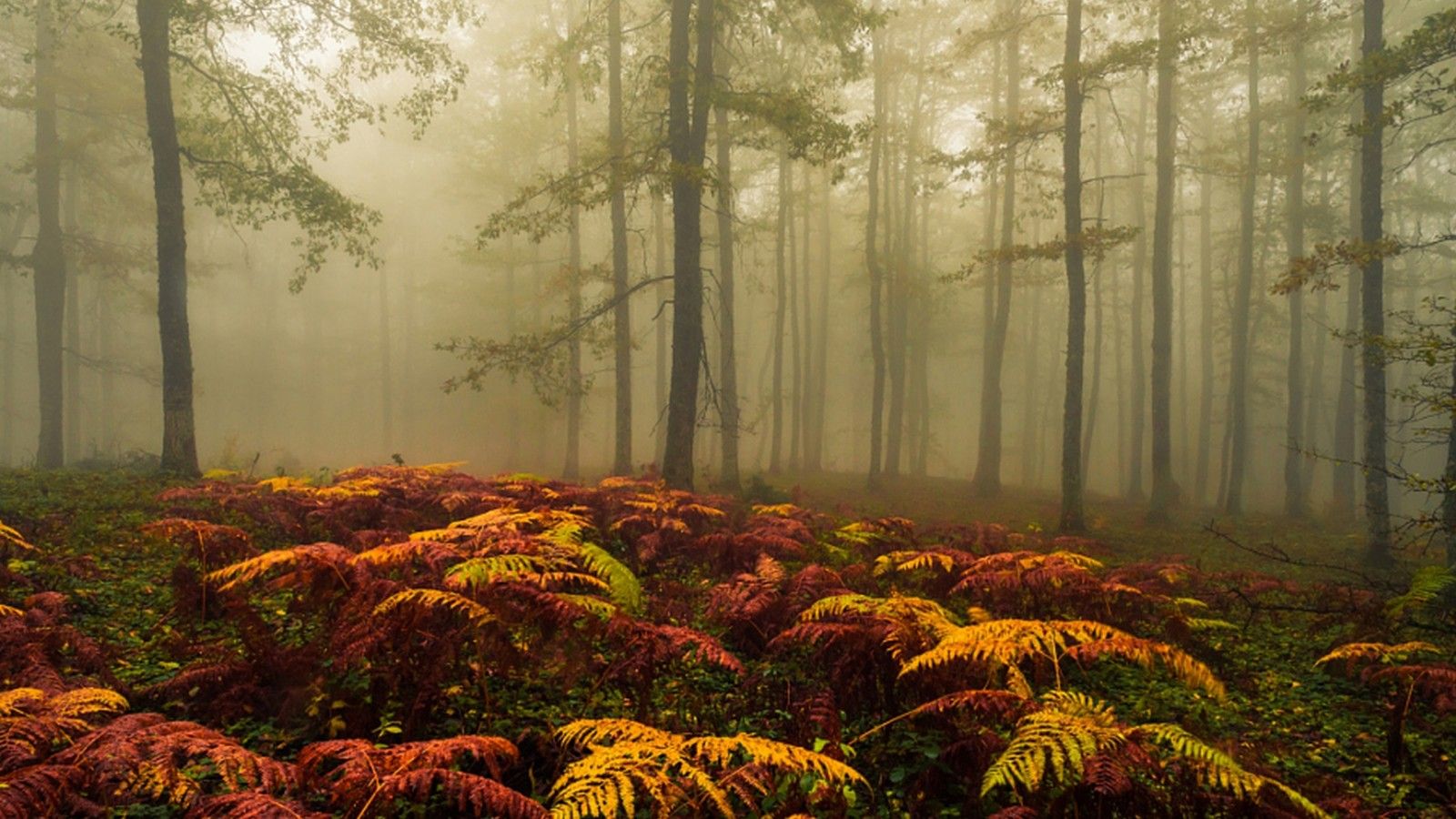 1600x900 Colorful Plants Autumn Foggy Forest Trees Ferns Mist HD Nature Wallpaper