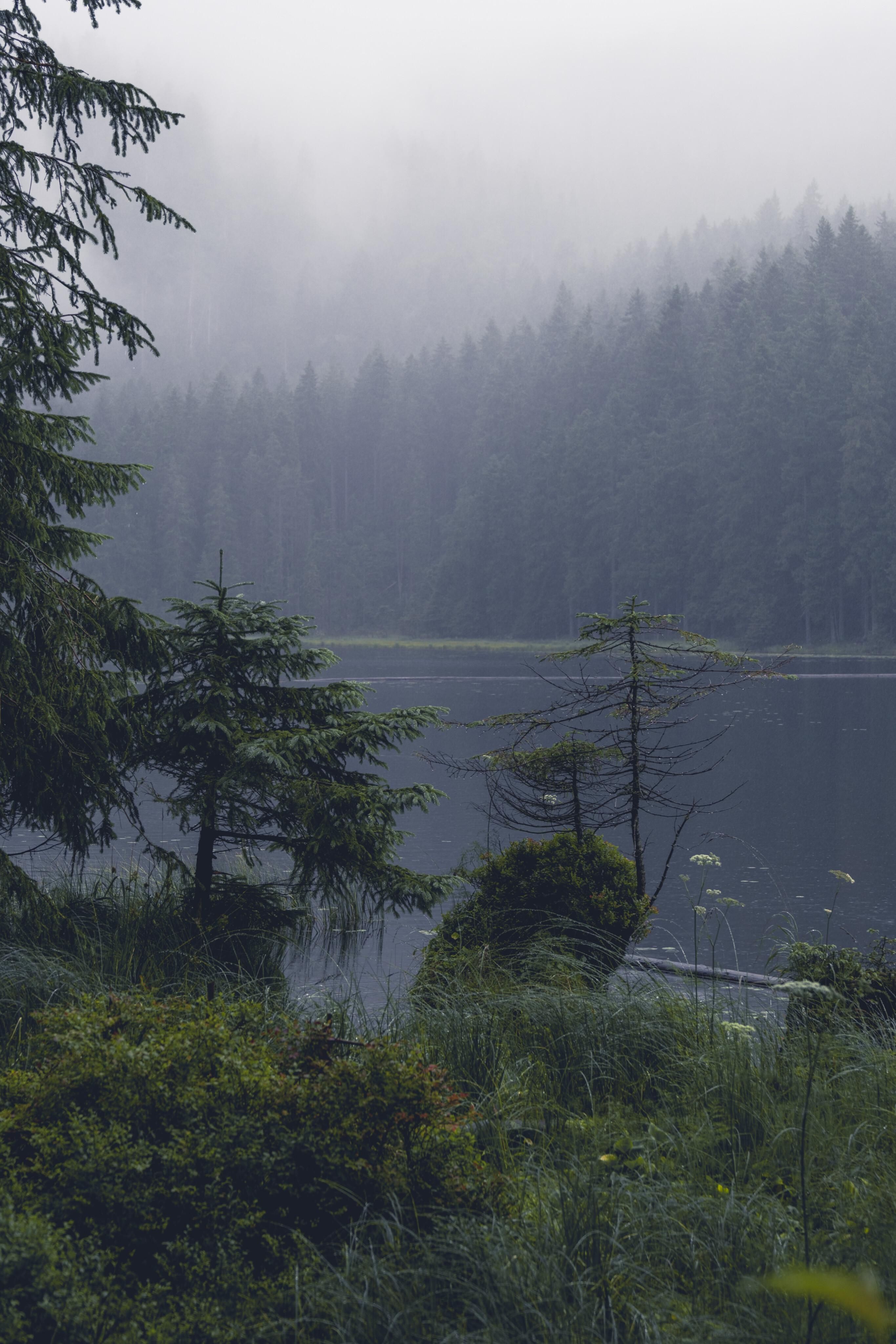2731x4096 Foggy and rainy day (Grosser Arbersee, Bavaria, Germany)